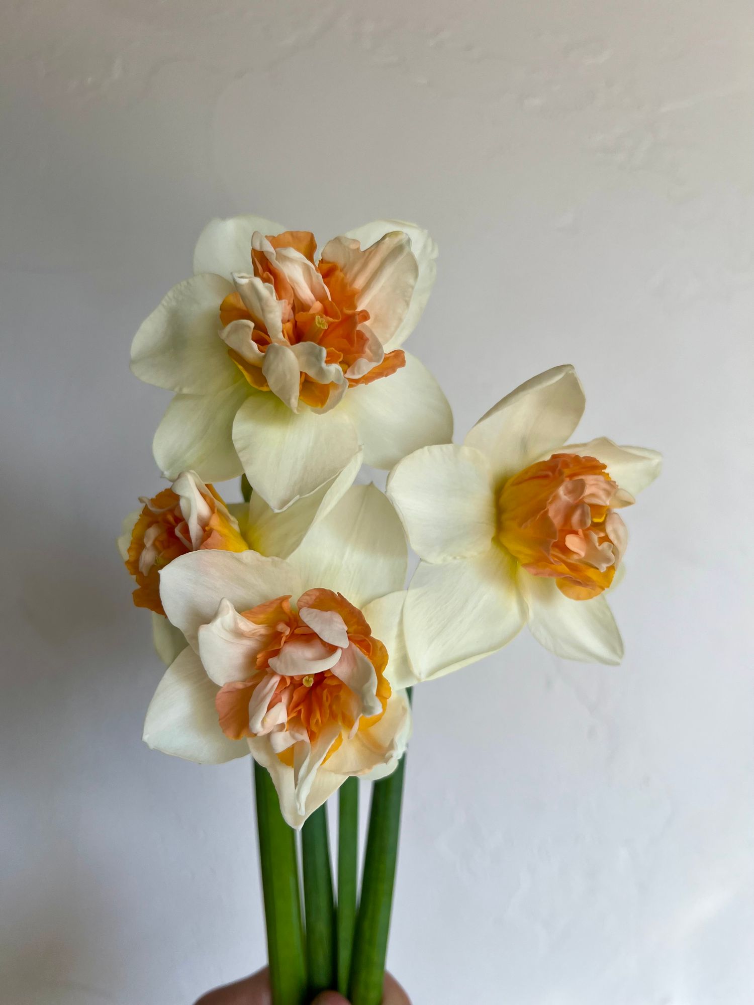 NARCISSUS Petit Four