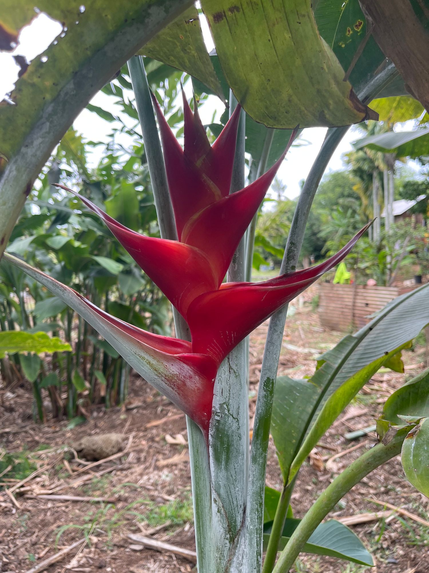 HELICONIA caribaea Red