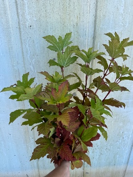 VIBURNUM opulus var. americanum