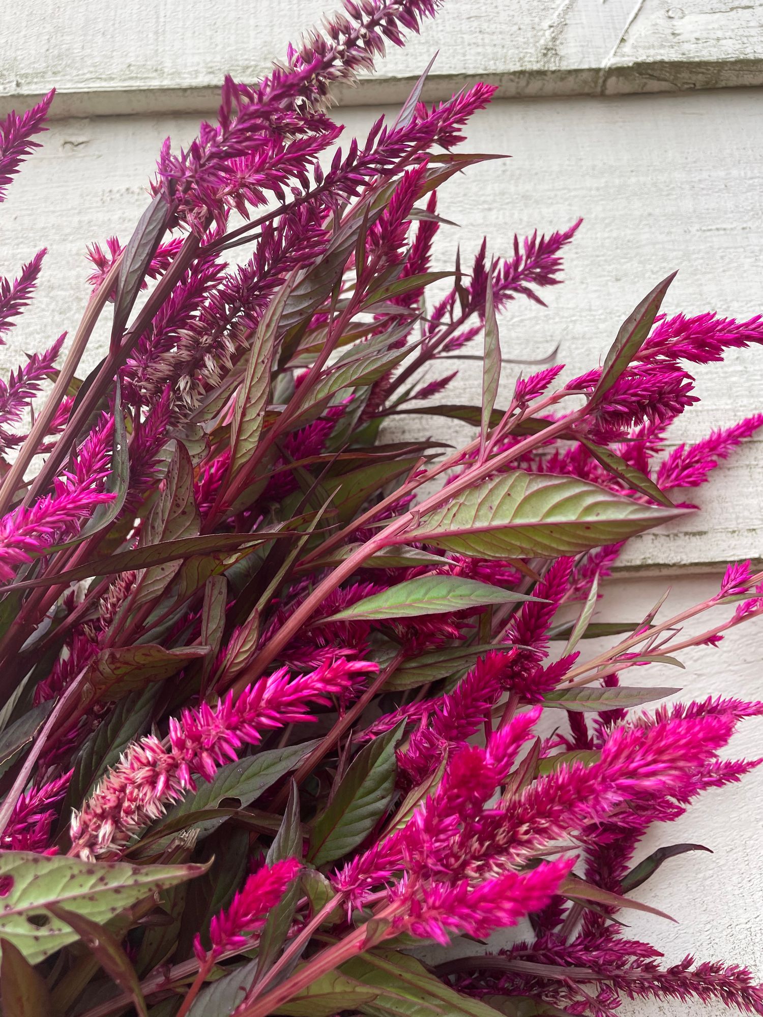 CELOSIA argentea