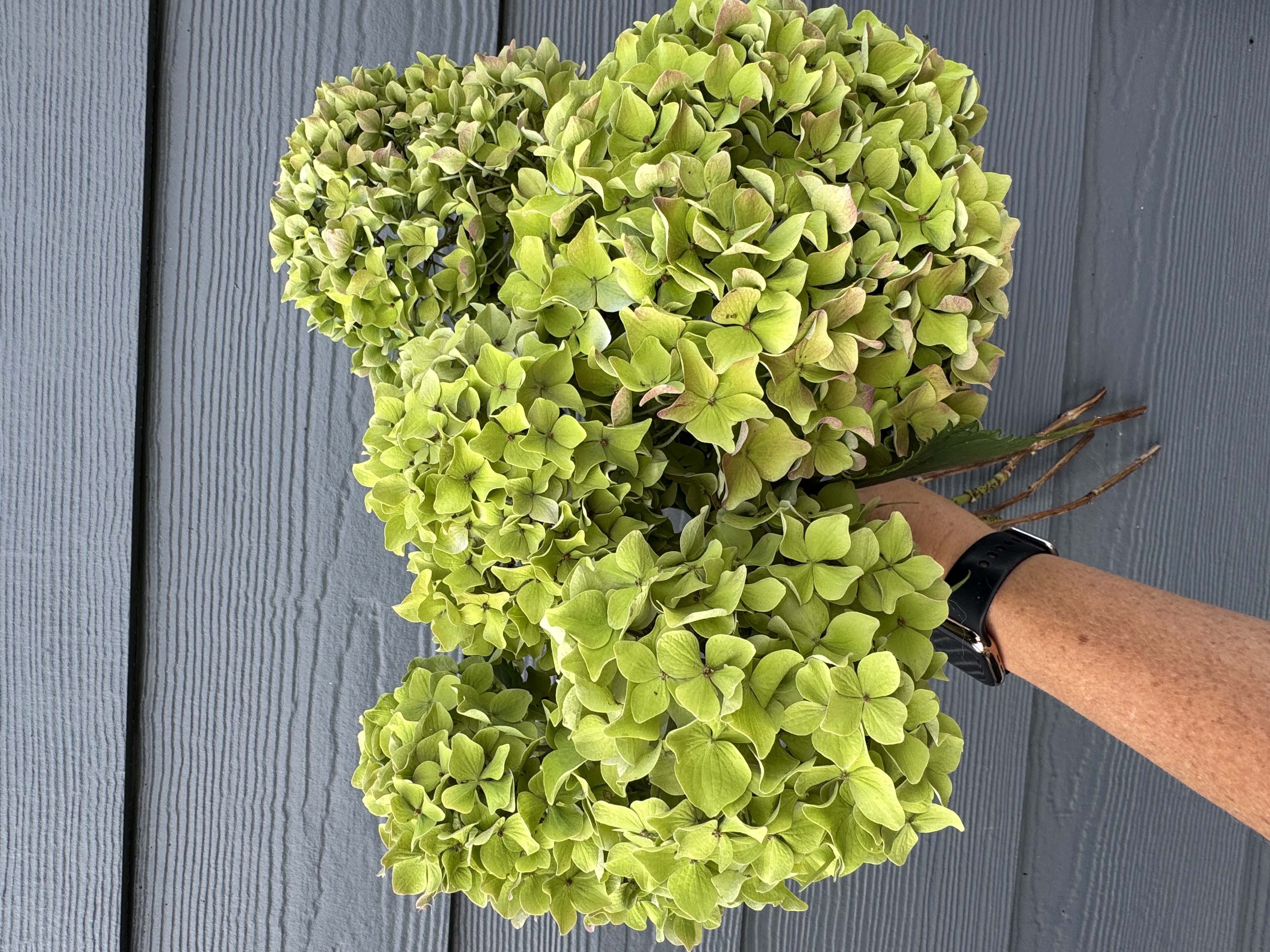HYDRANGEA