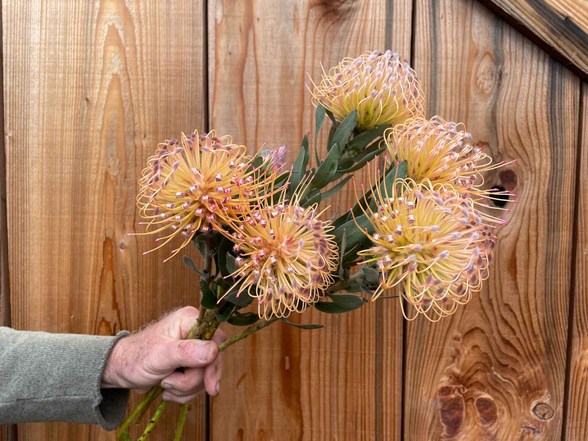 LEUCOSPERMUM