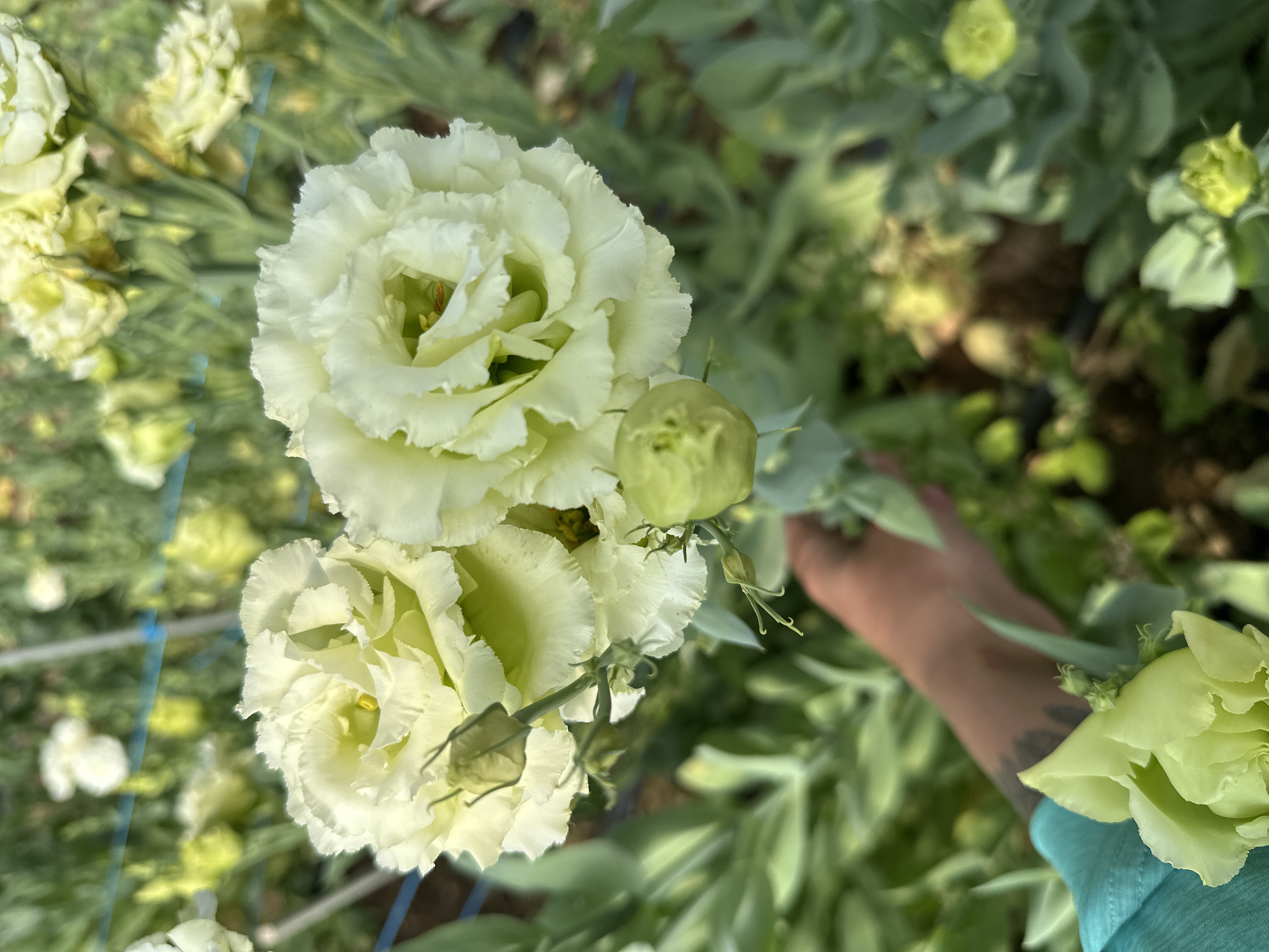 EUSTOMA grandiflorum Voyage Green