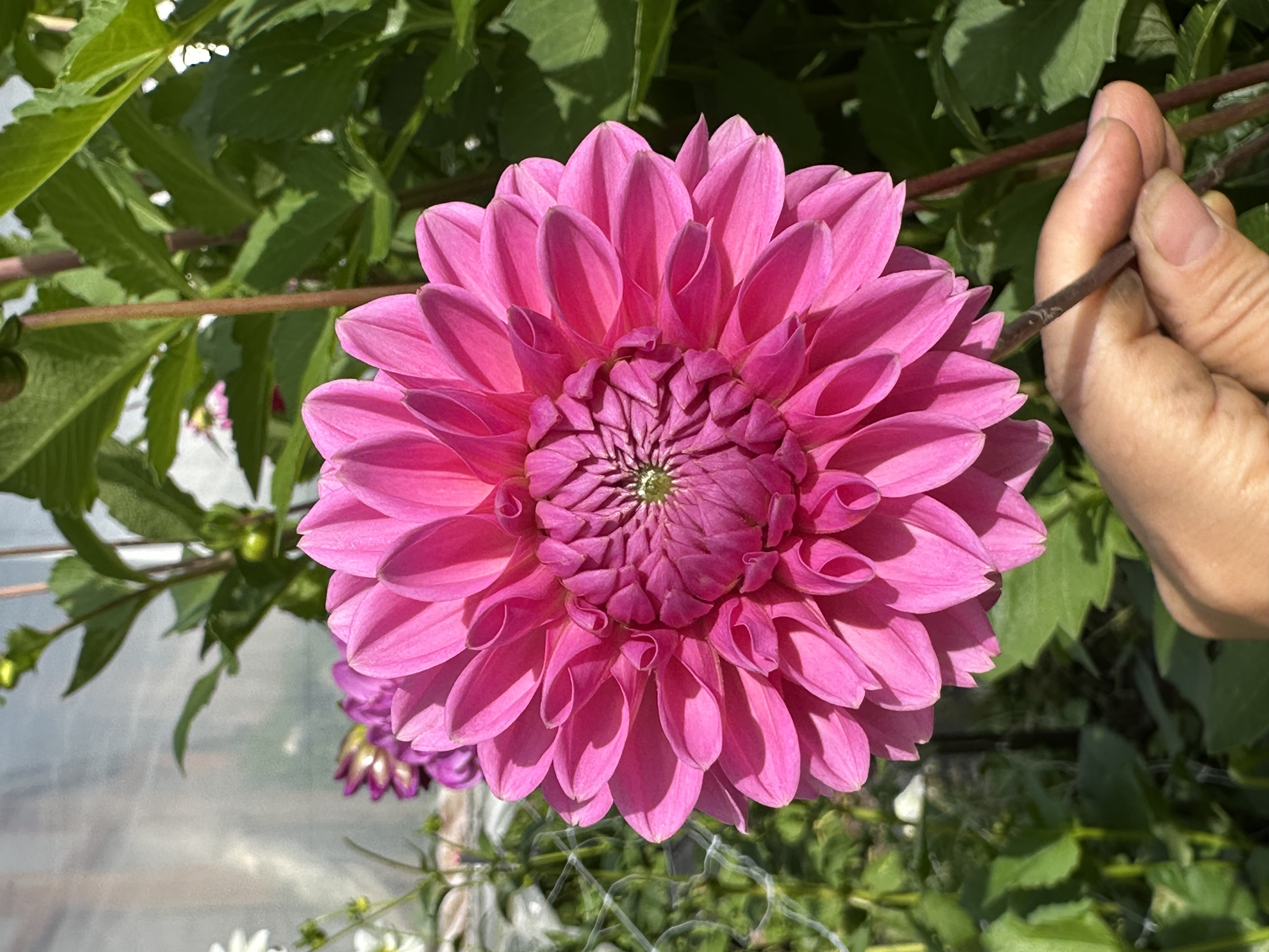 DAHLIA