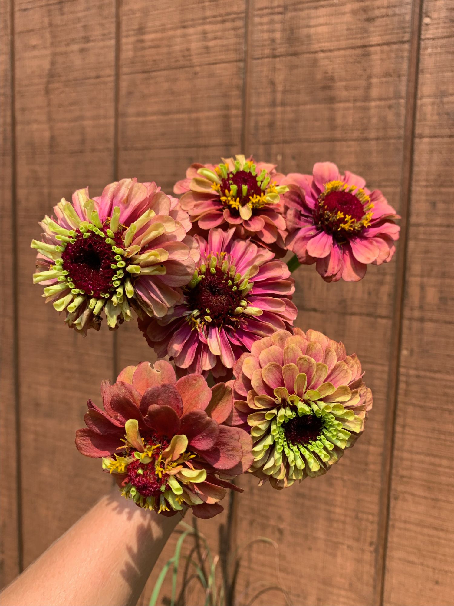 ZINNIA elegans Queen Lime Red
