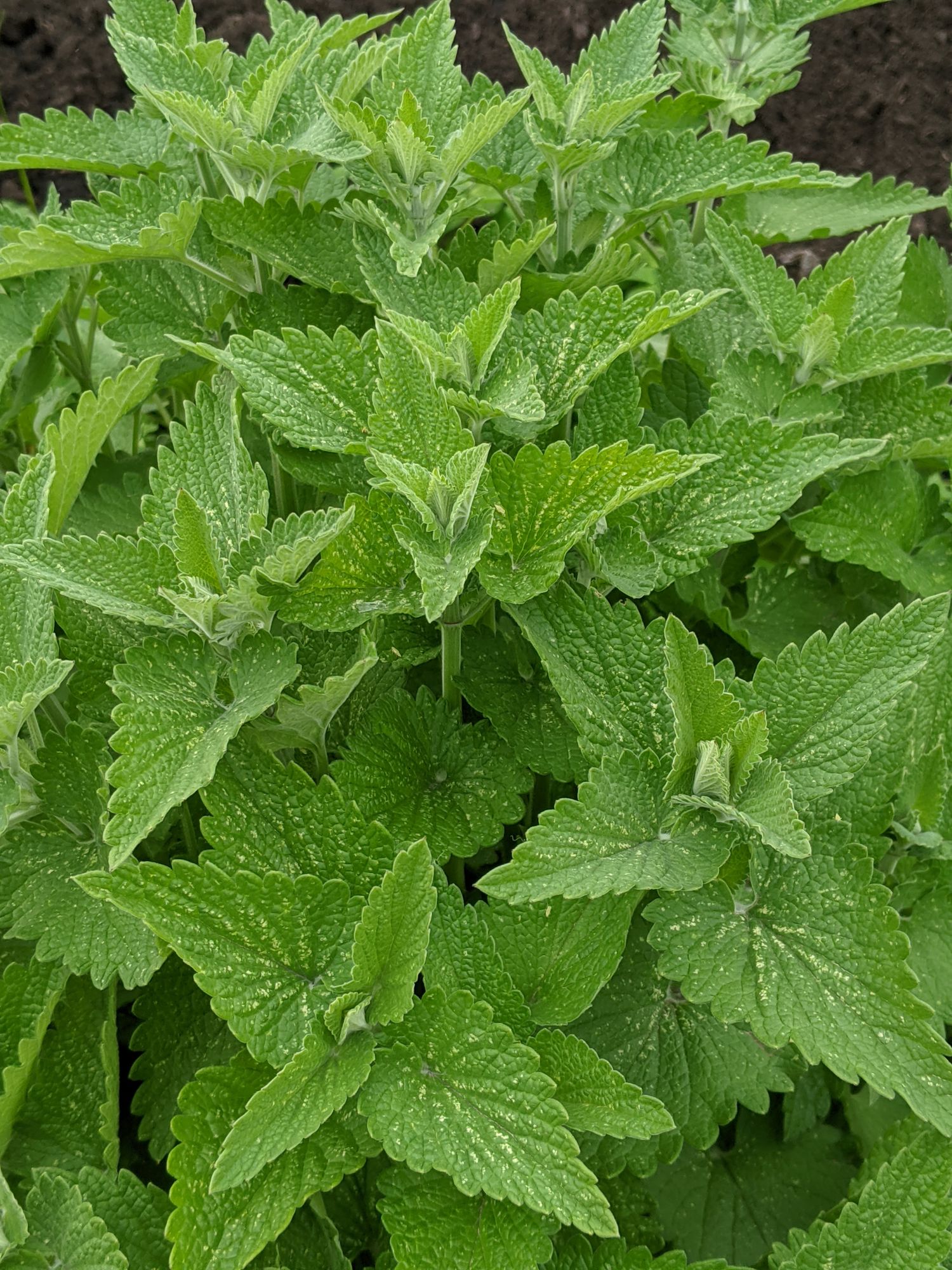 MELISSA officinalis