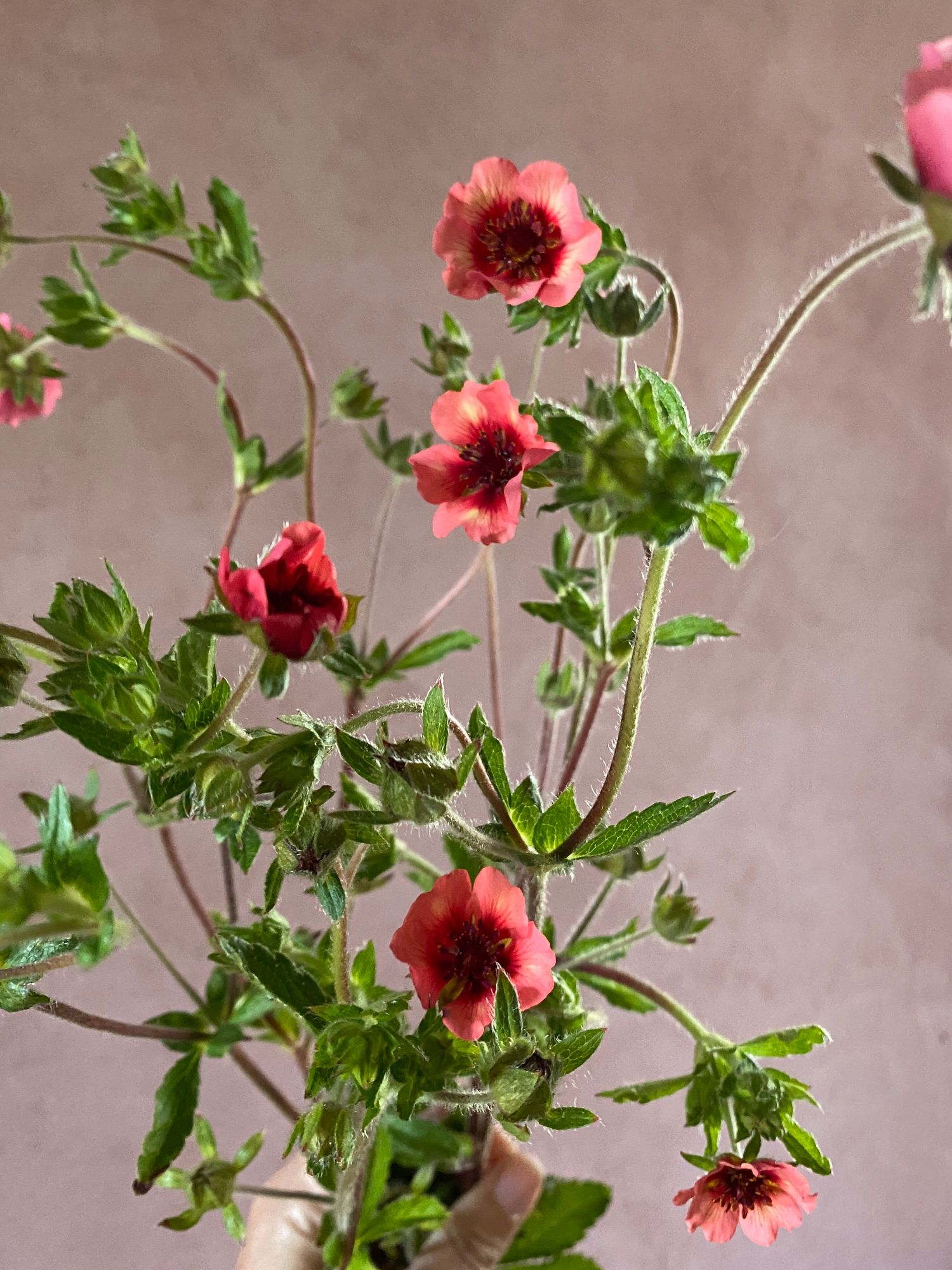 POTENTILLA nepalensis Melton Fire