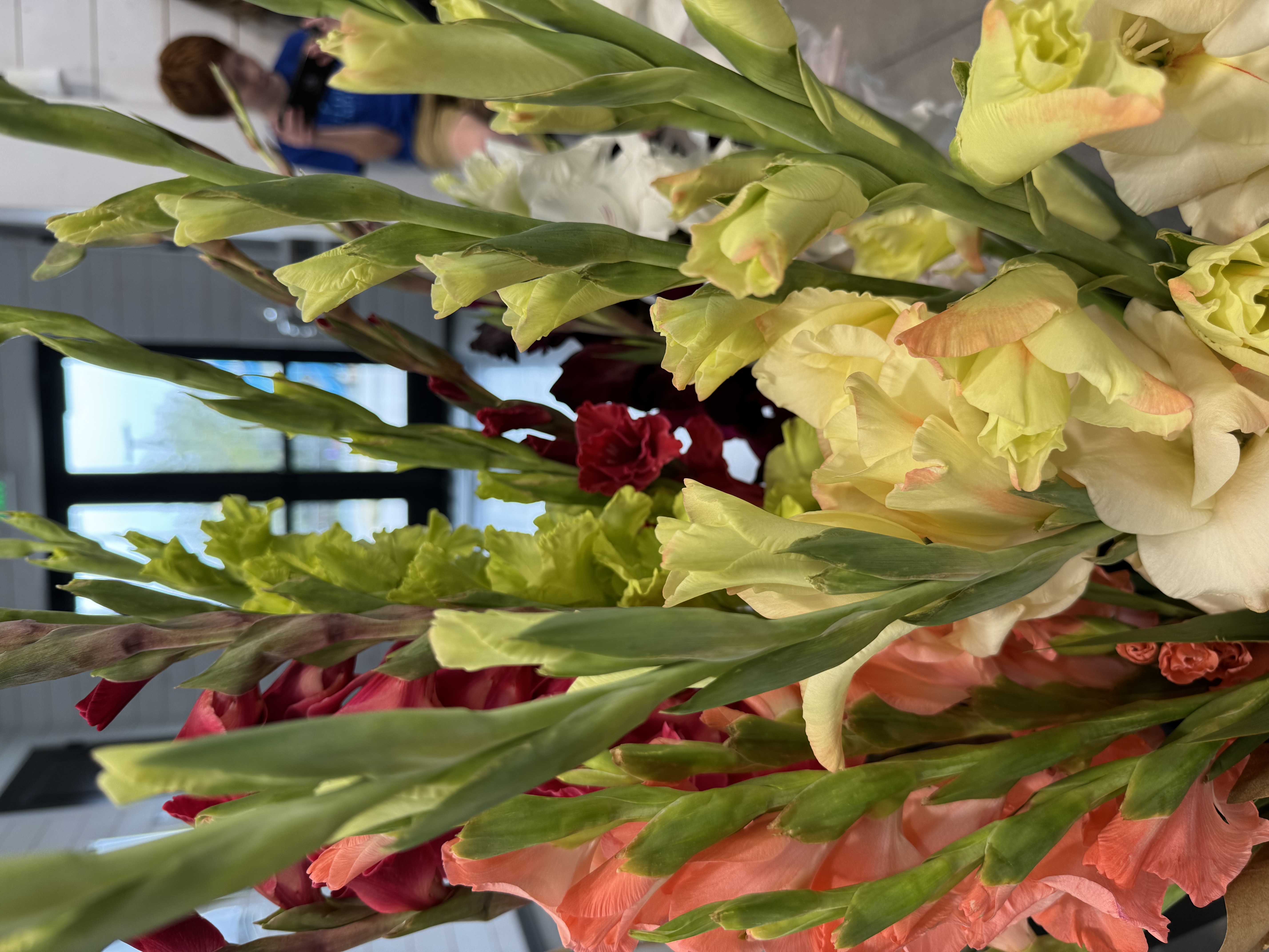 GLADIOLUS
