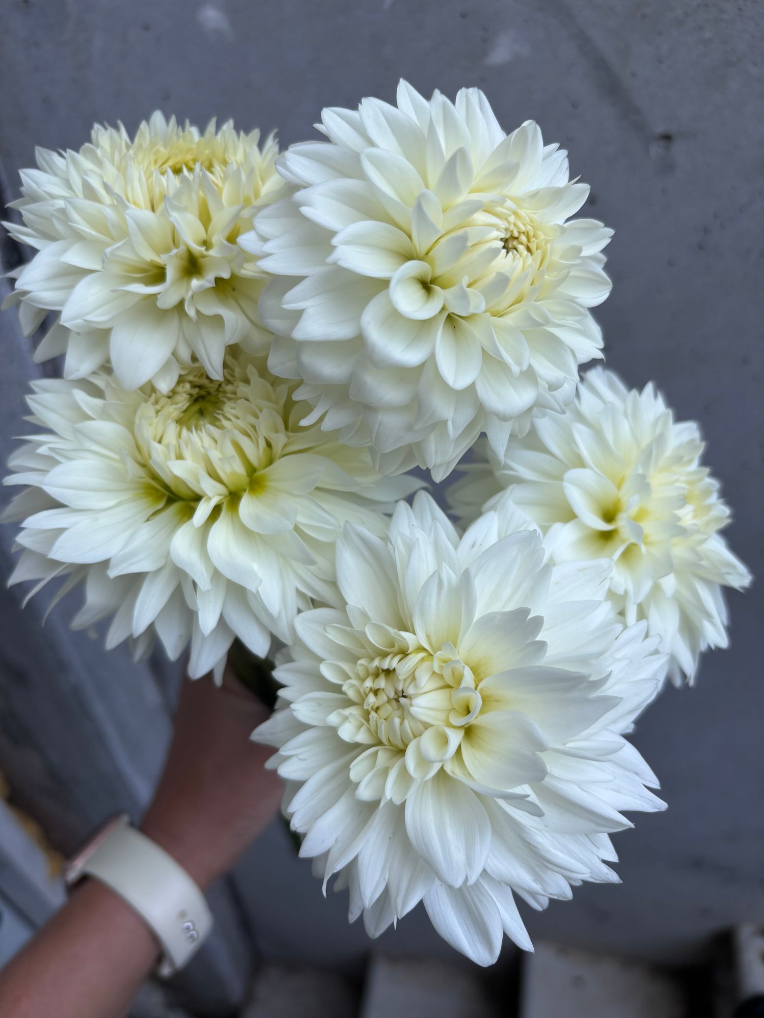 DAHLIA Blizzard