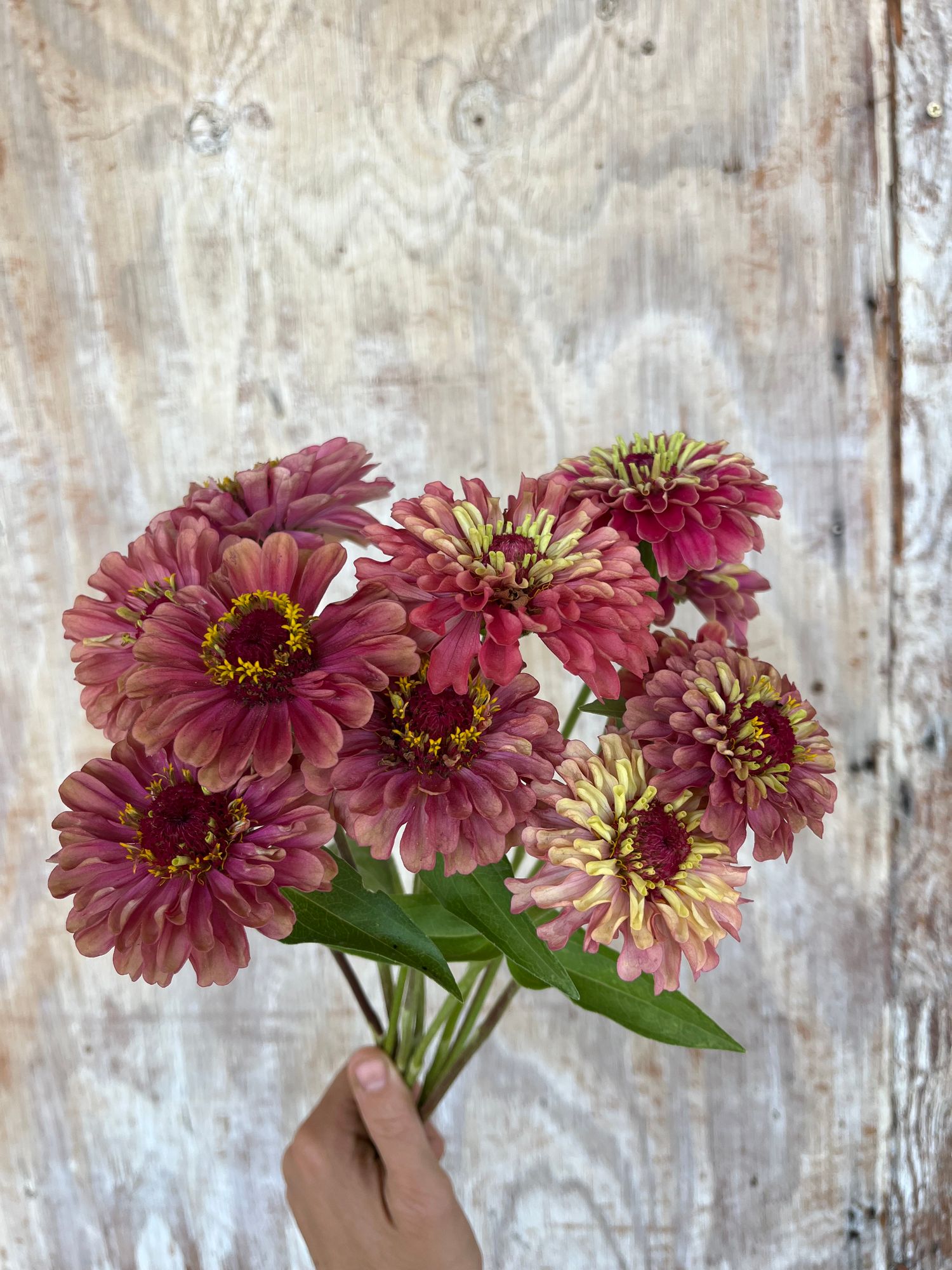 ZINNIA elegans Queen Lime Red