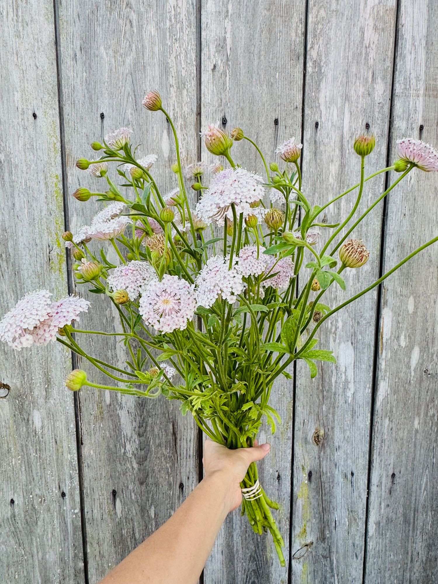 TRACHYMENE coerulea Lacy Blue