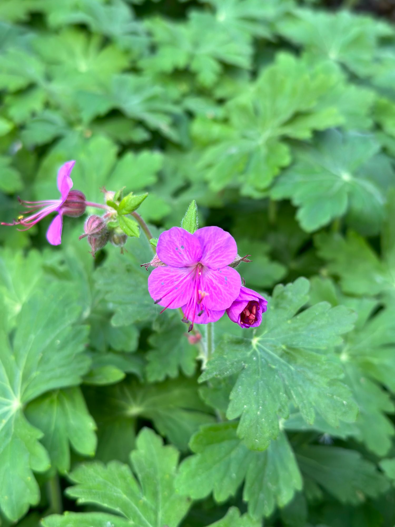 GERANIUM aristatum