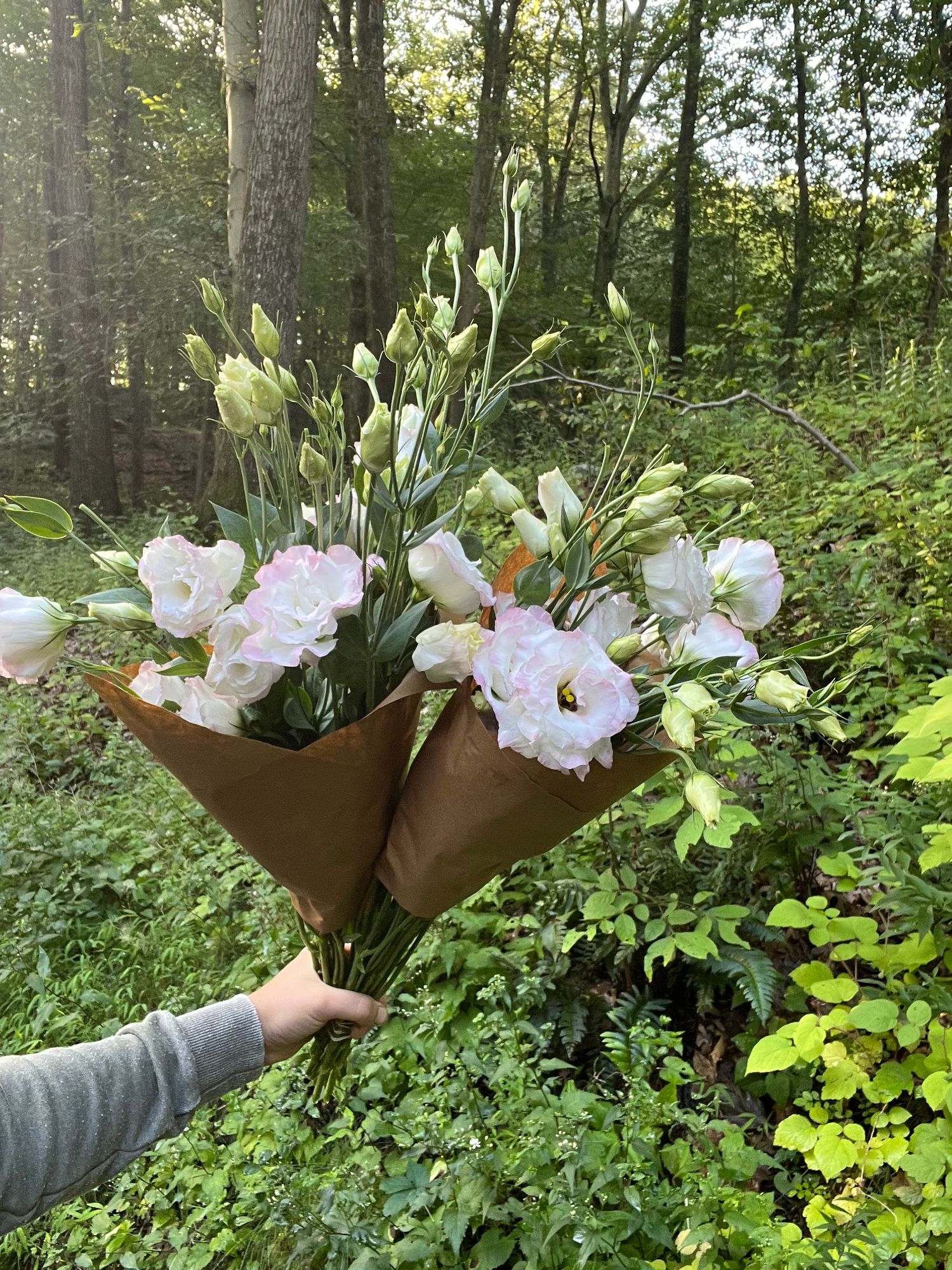 EUSTOMA grandiflorum ABC 1