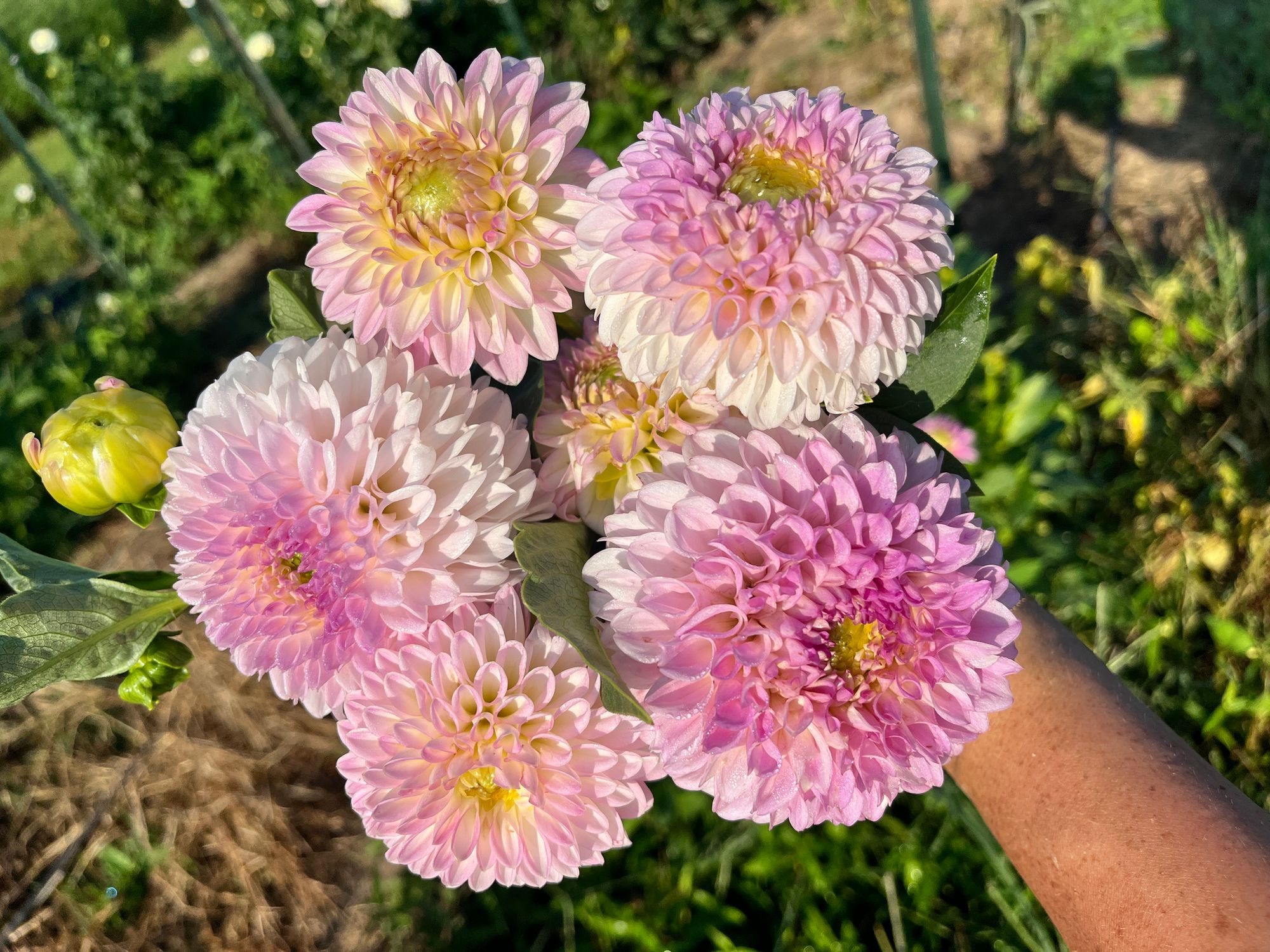 DAHLIA