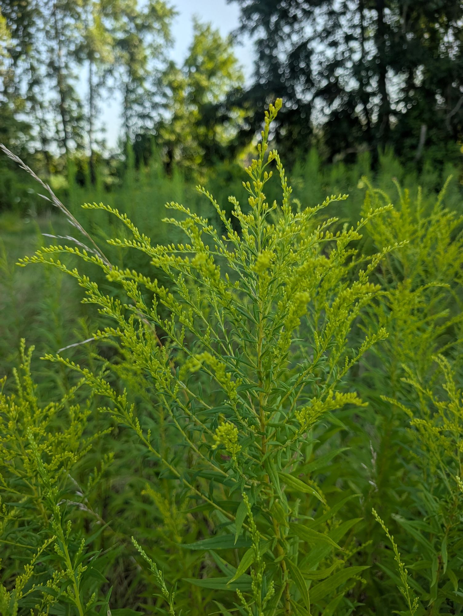 SOLIDAGO