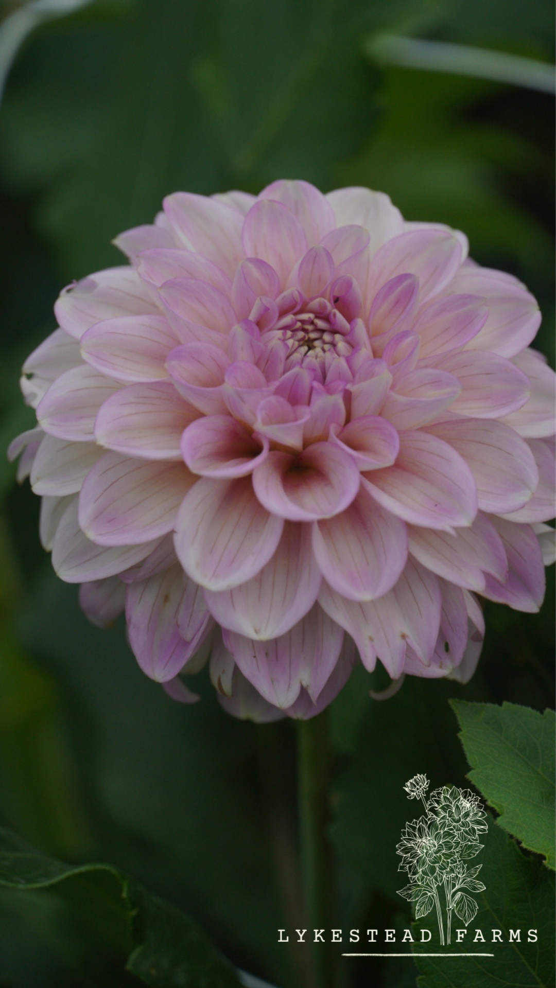 DAHLIA