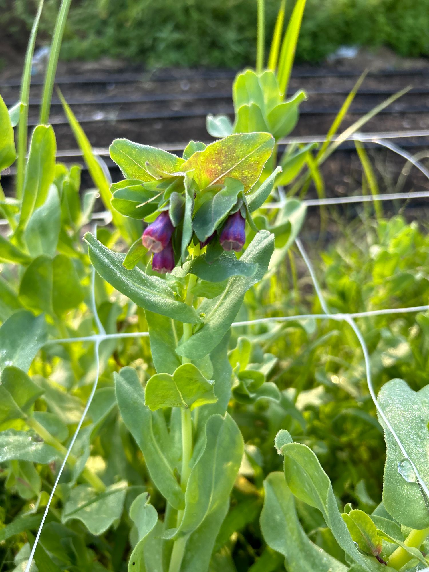CERINTHE major Purpurascens