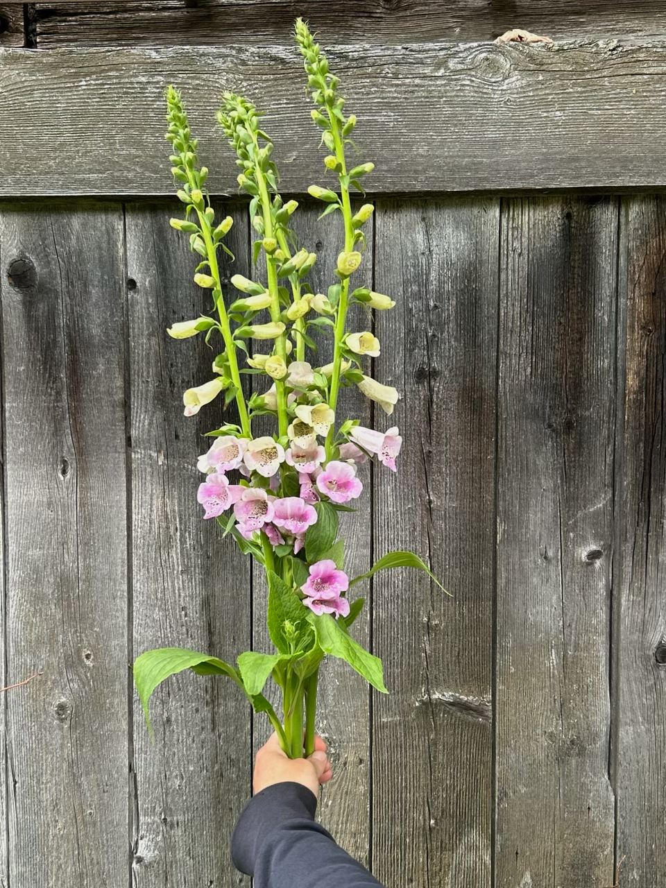 DIGITALIS purpurea Camelot
