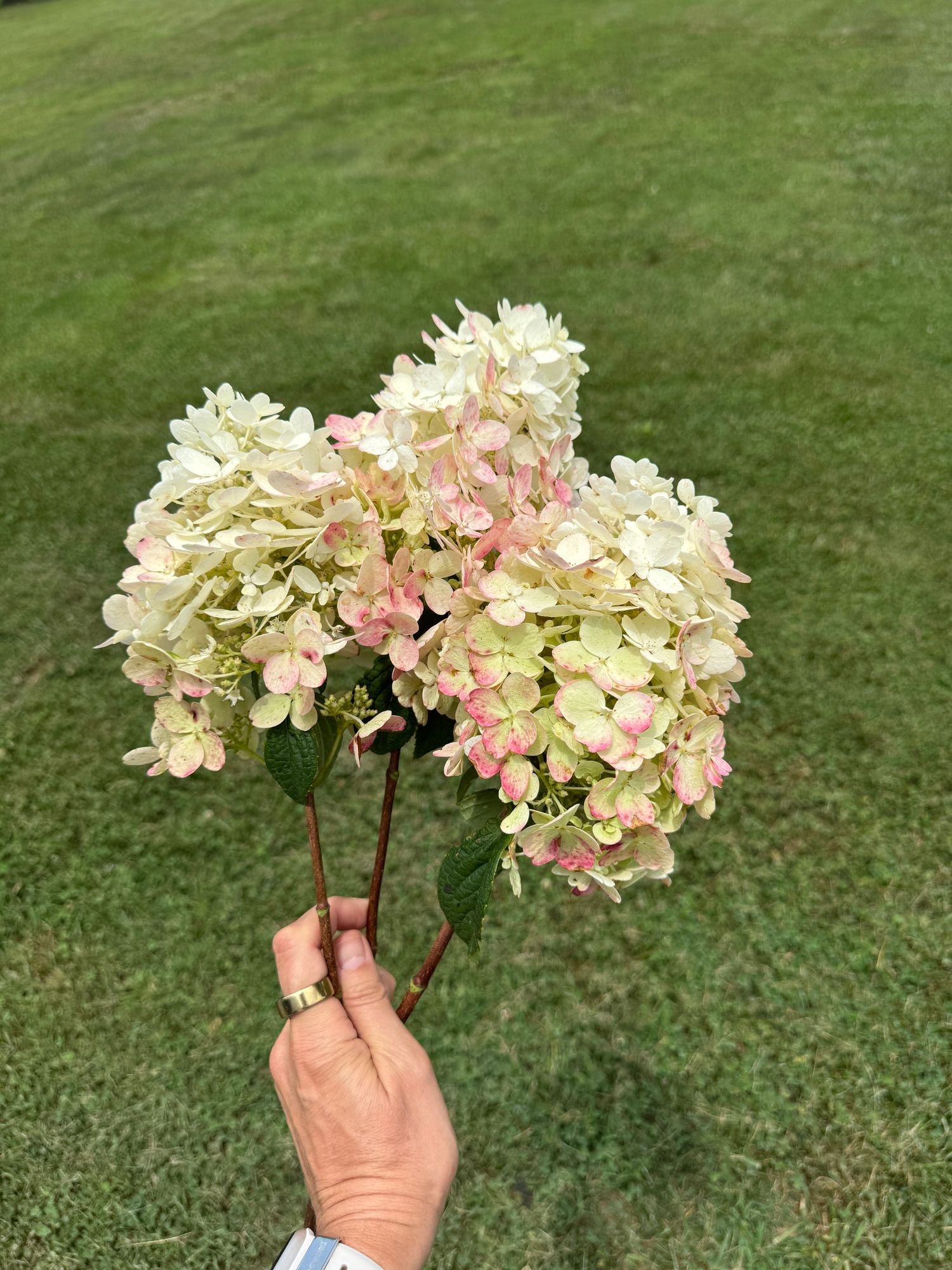 HYDRANGEA paniculata Firelight