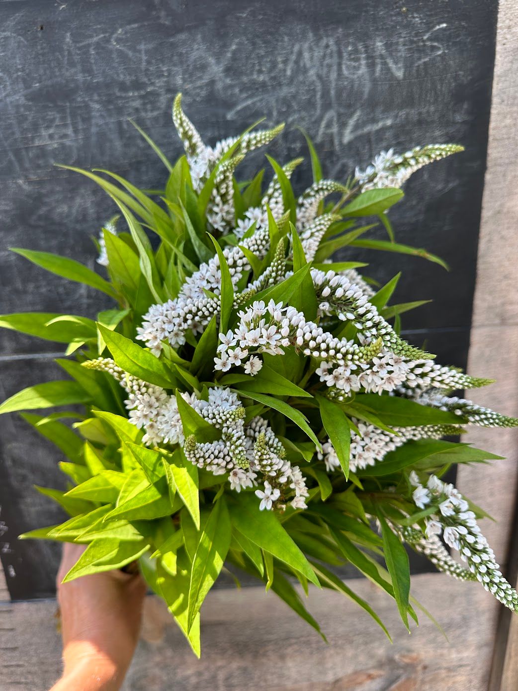 LYSIMACHIA clethroides