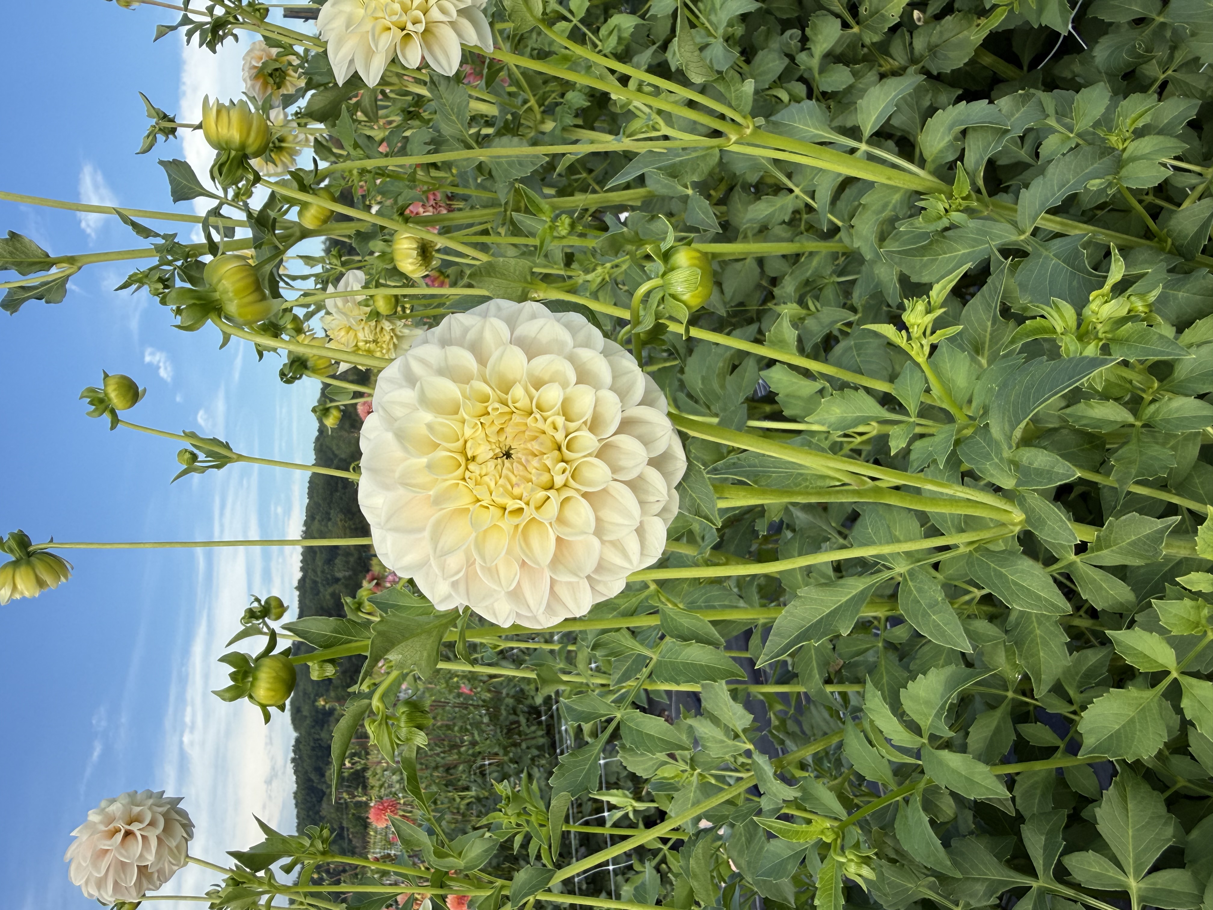 DAHLIA Decorative