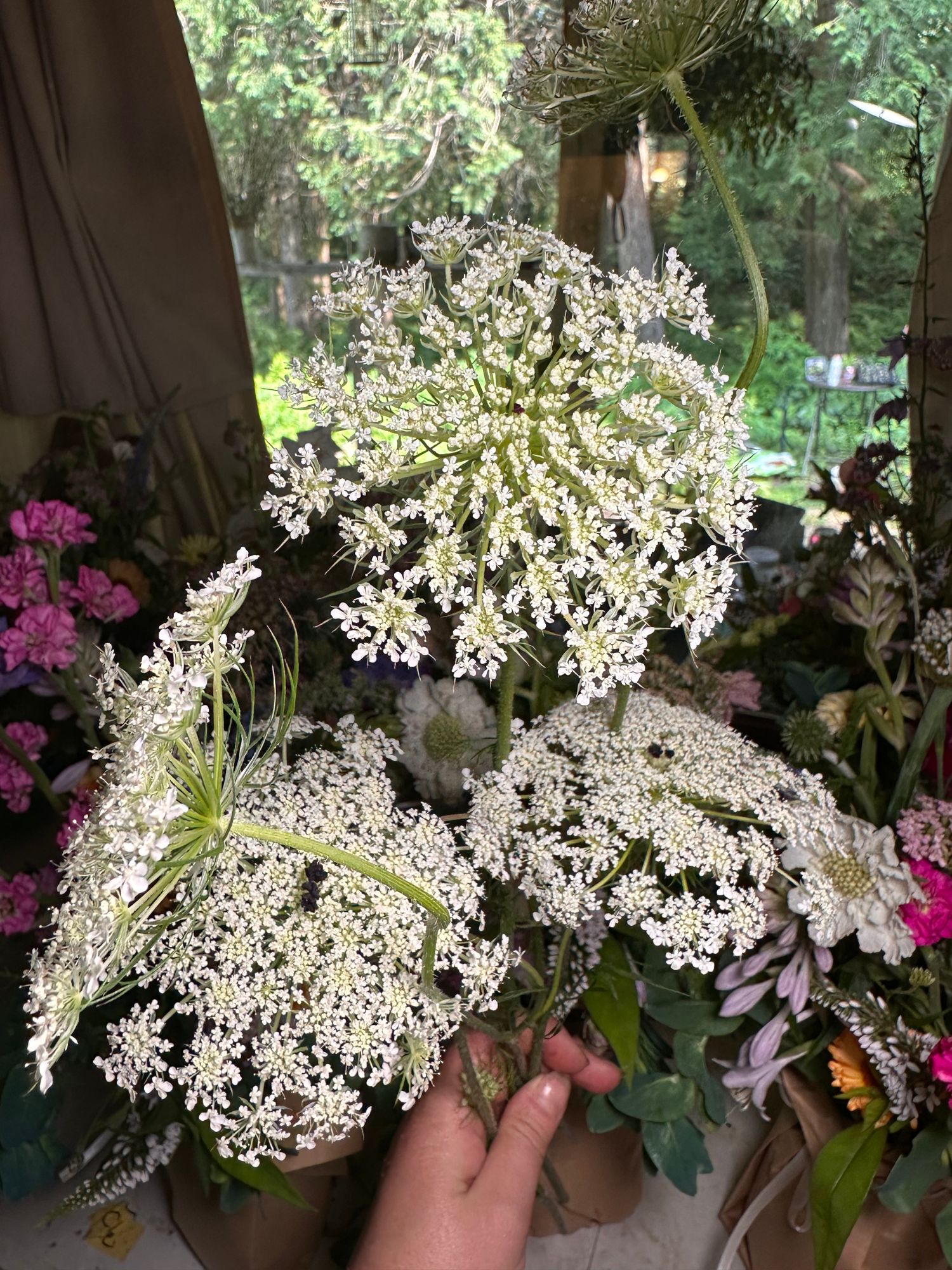 DAUCUS carota