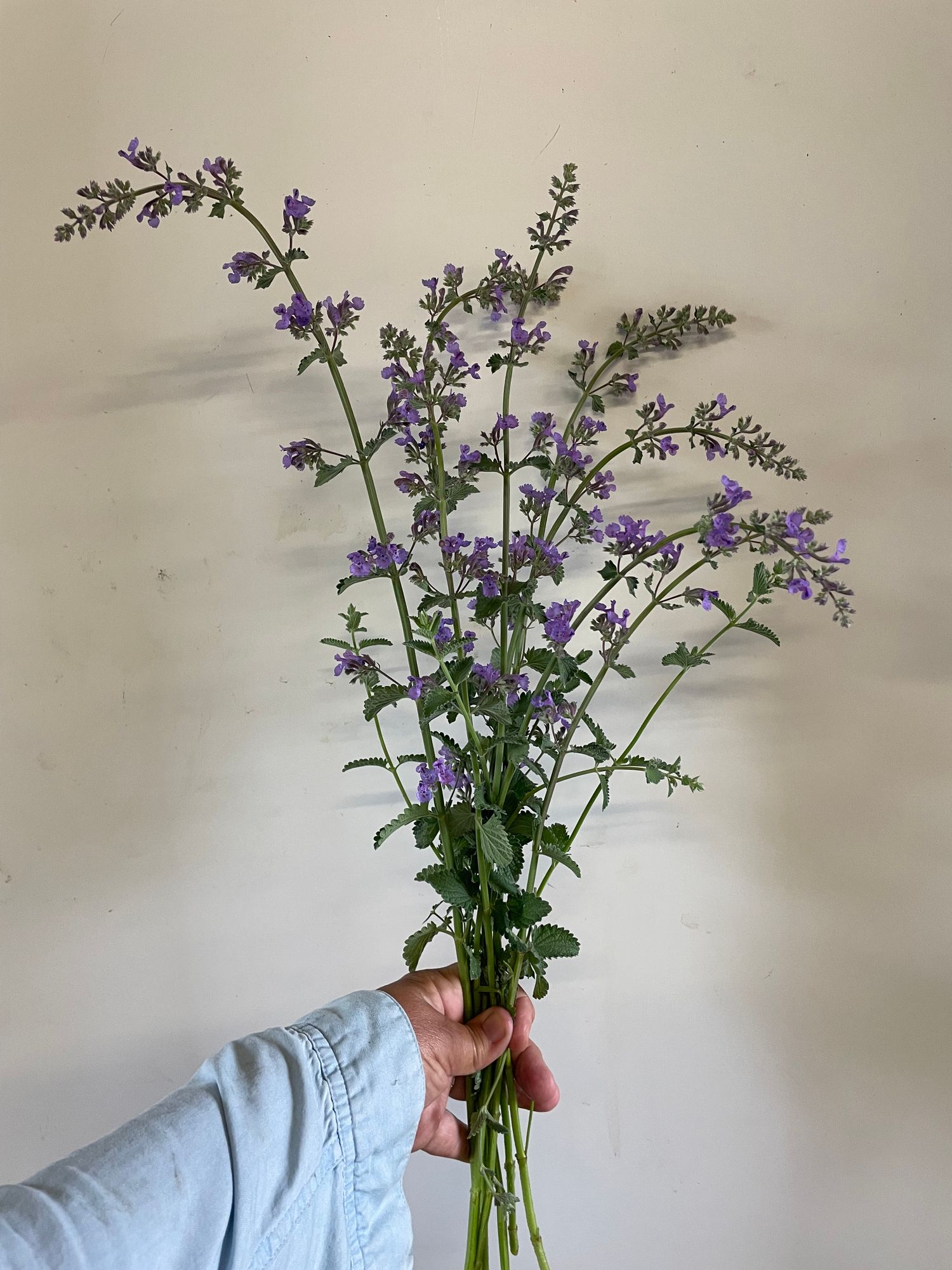 NEPETA cataria