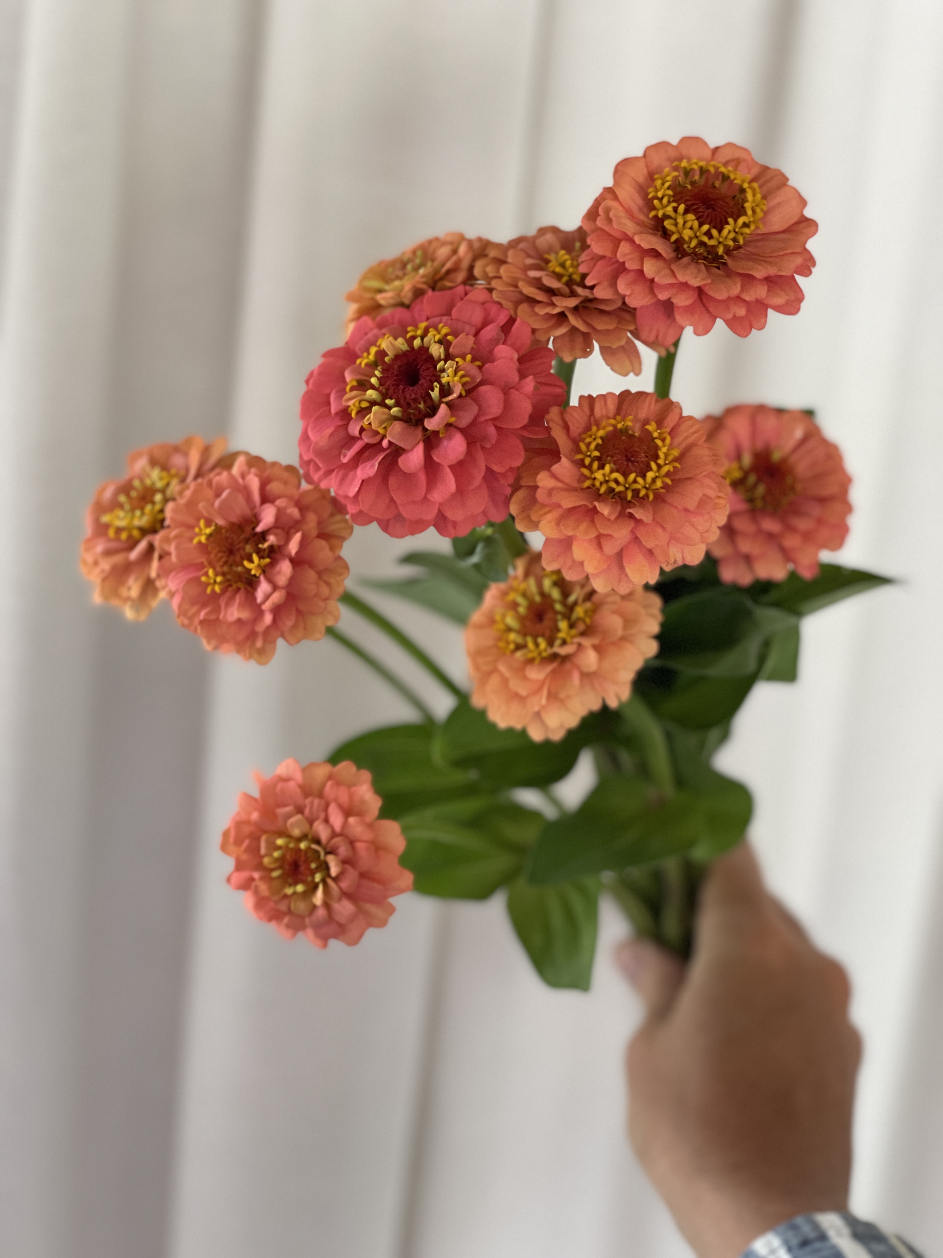 ZINNIA elegans Oklahoma Salmon