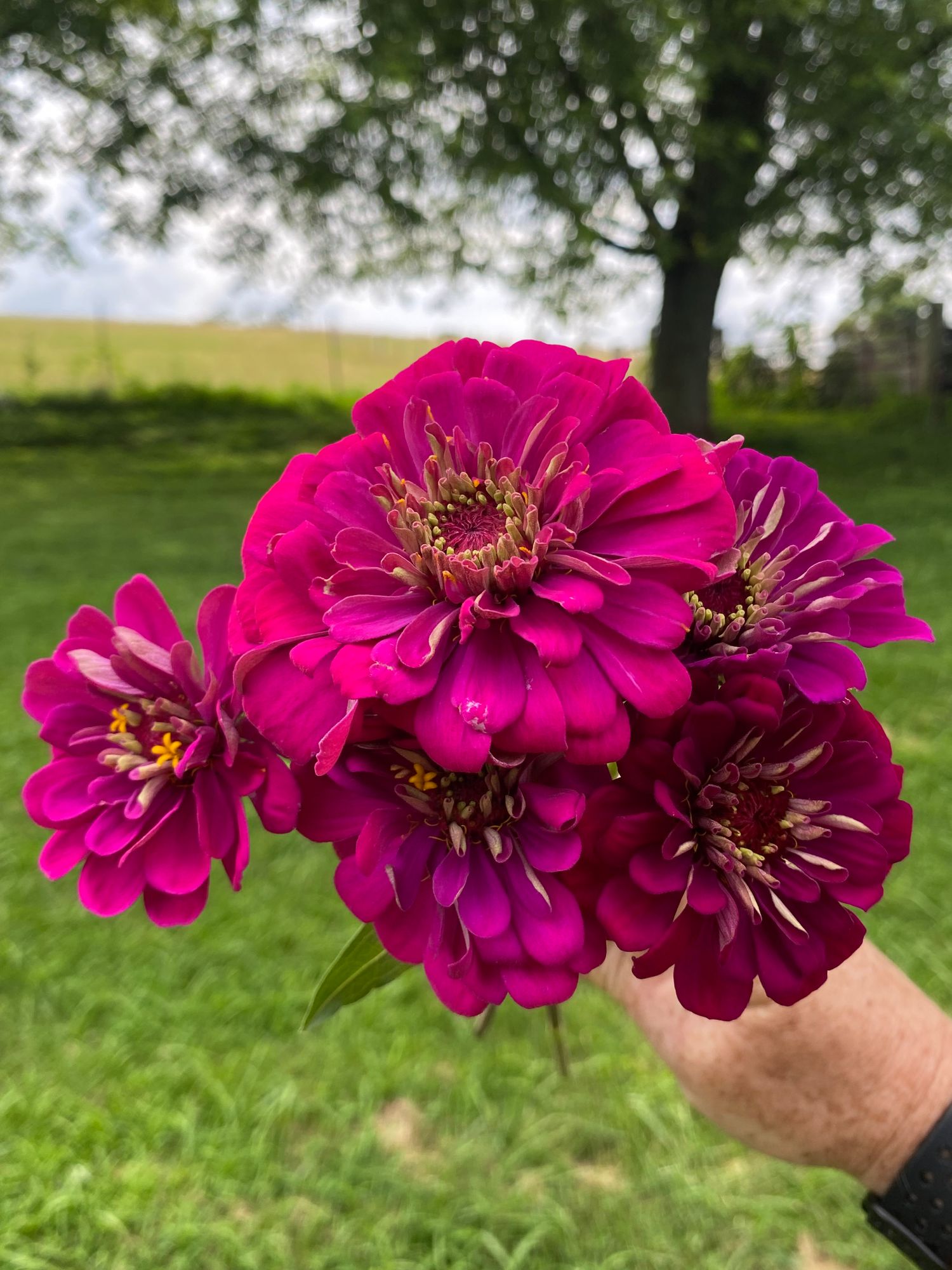 ZINNIA elegans Benarys Giant Wine