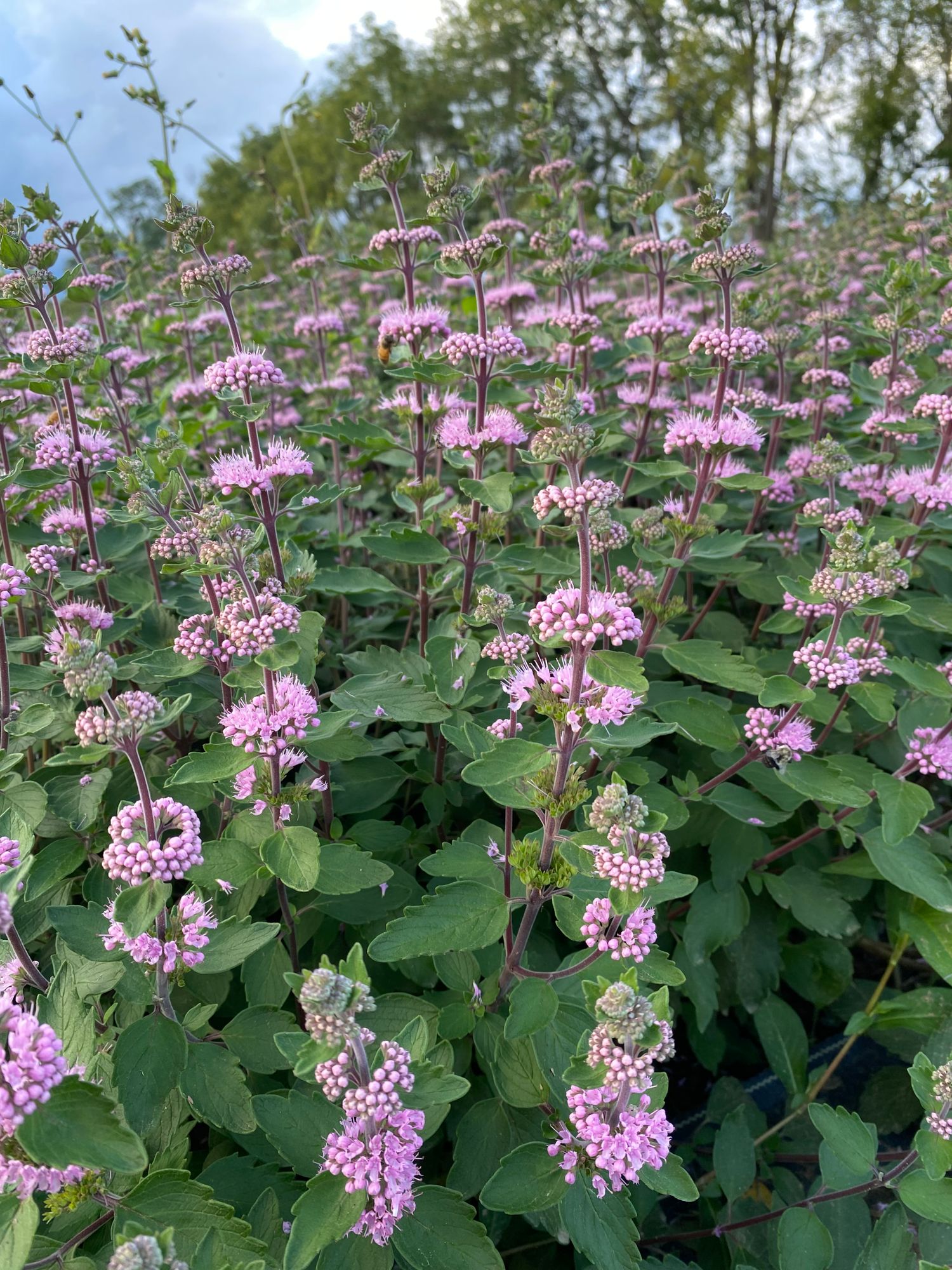 CARYOPTERIS incana Pavilion Pink