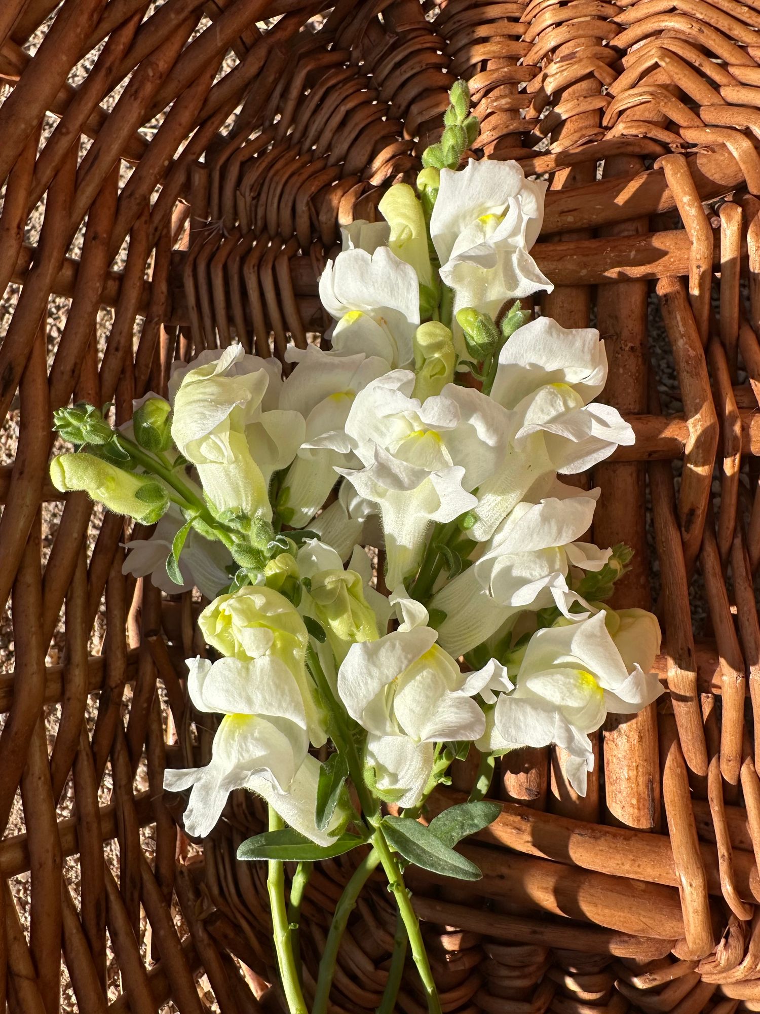 ANTIRRHINUM majus