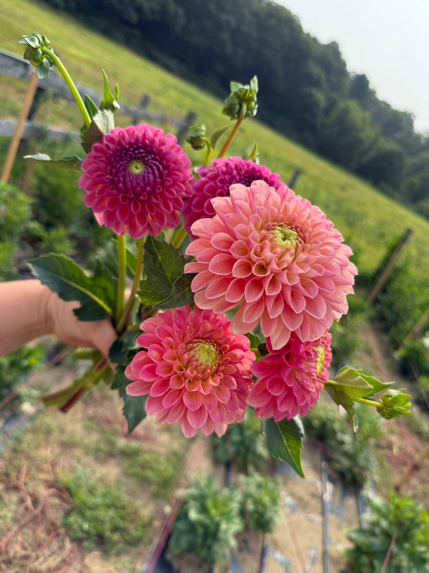 DAHLIA