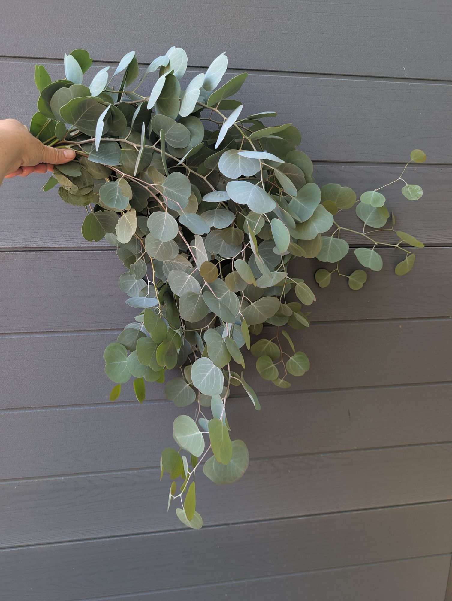 EUCALYPTUS polyanthemos