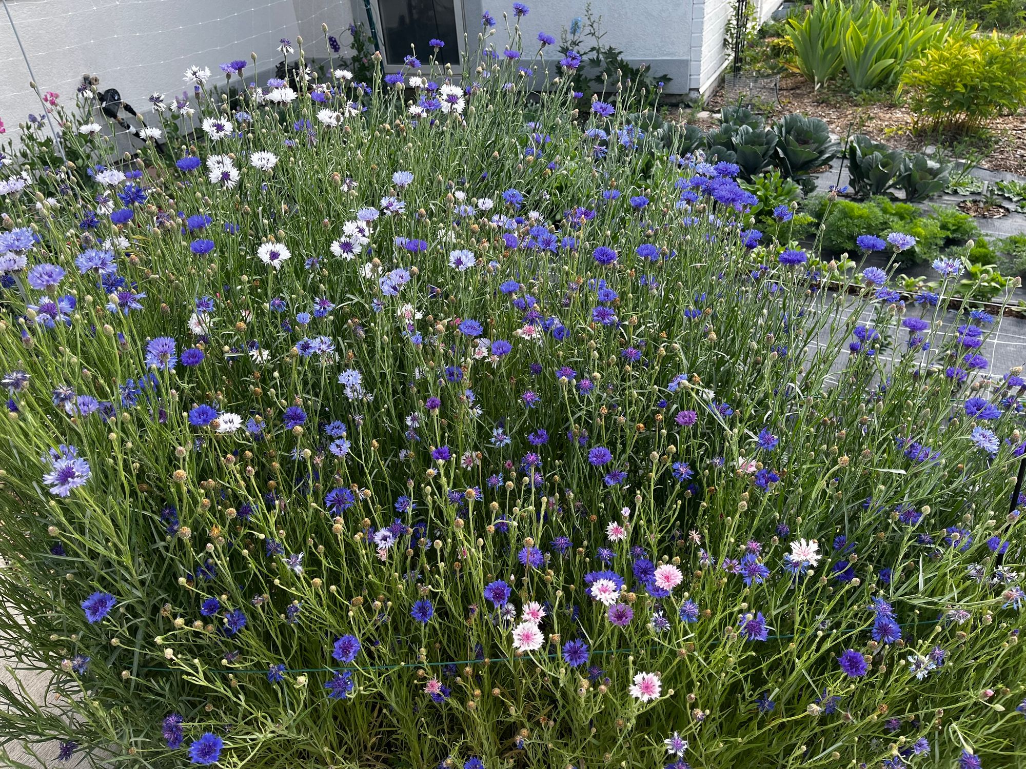 CENTAUREA cyanus Choice Mix