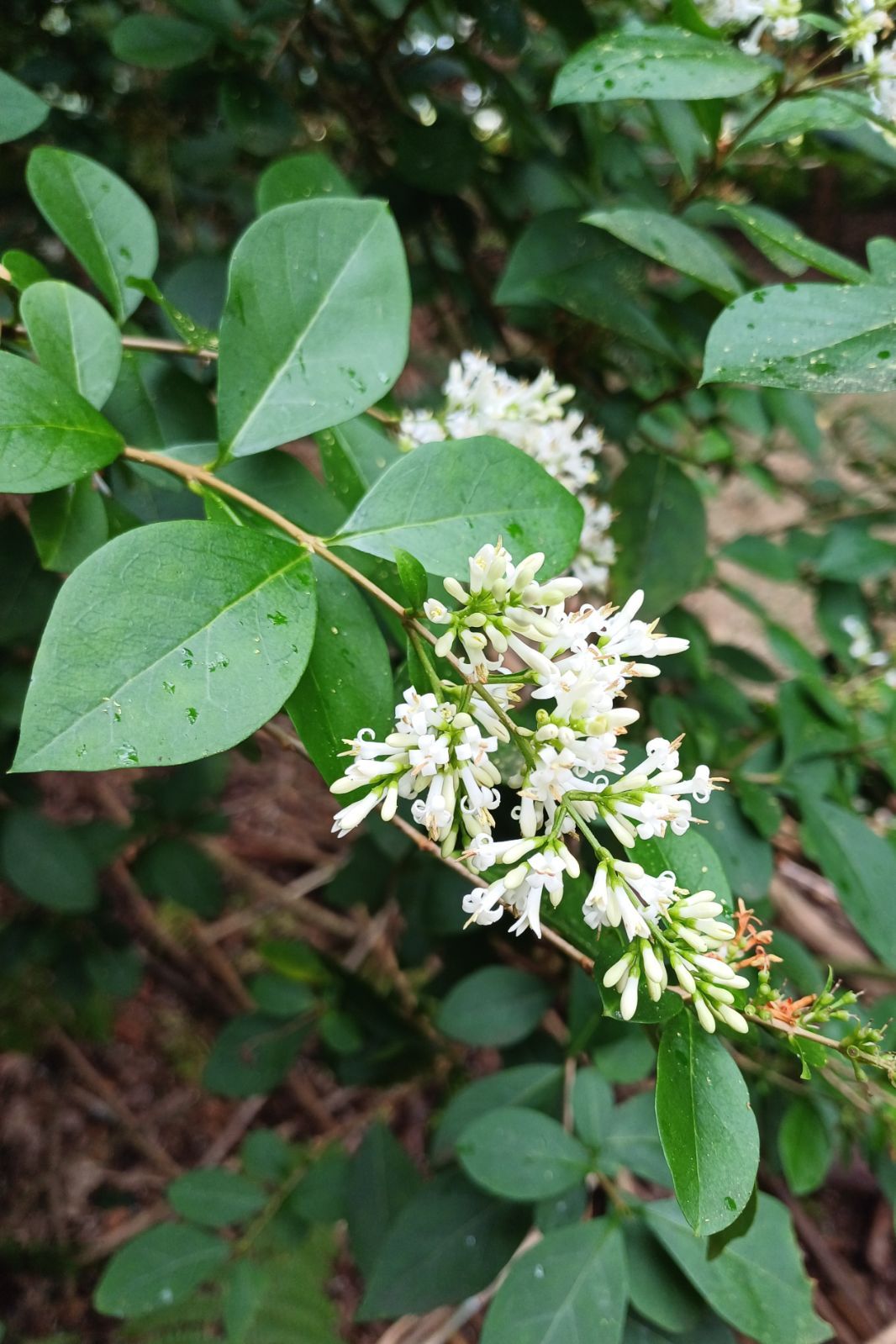 LIGUSTRUM