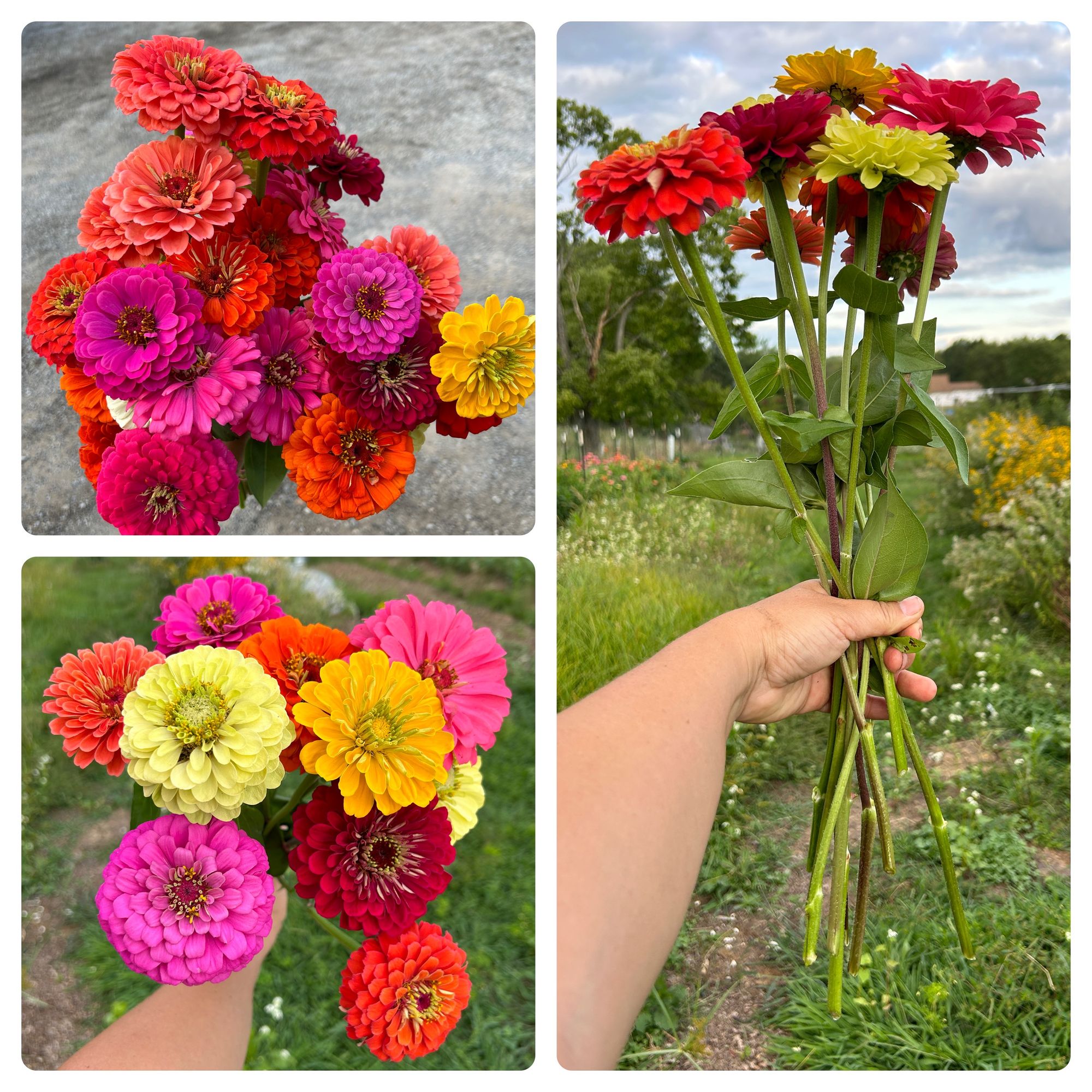ZINNIA elegans Benarys Giant