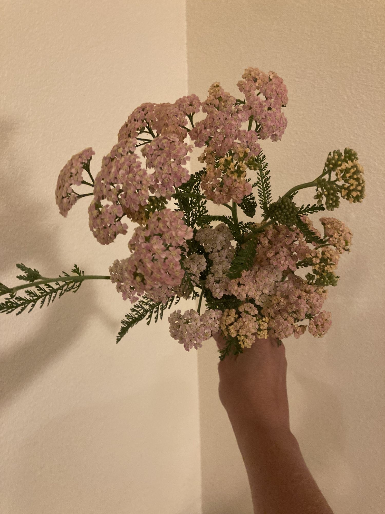 ACHILLEA millefolium