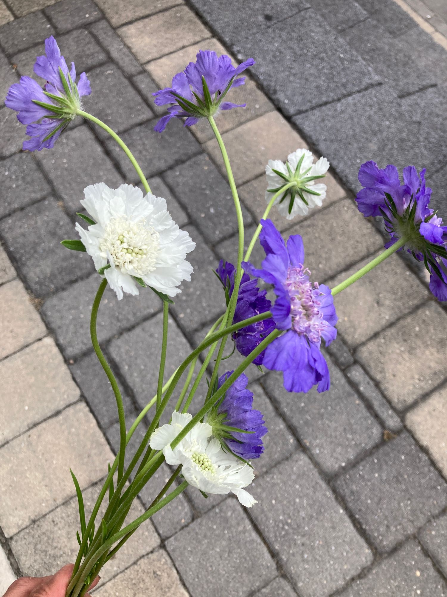 SCABIOSA caucasica Fama