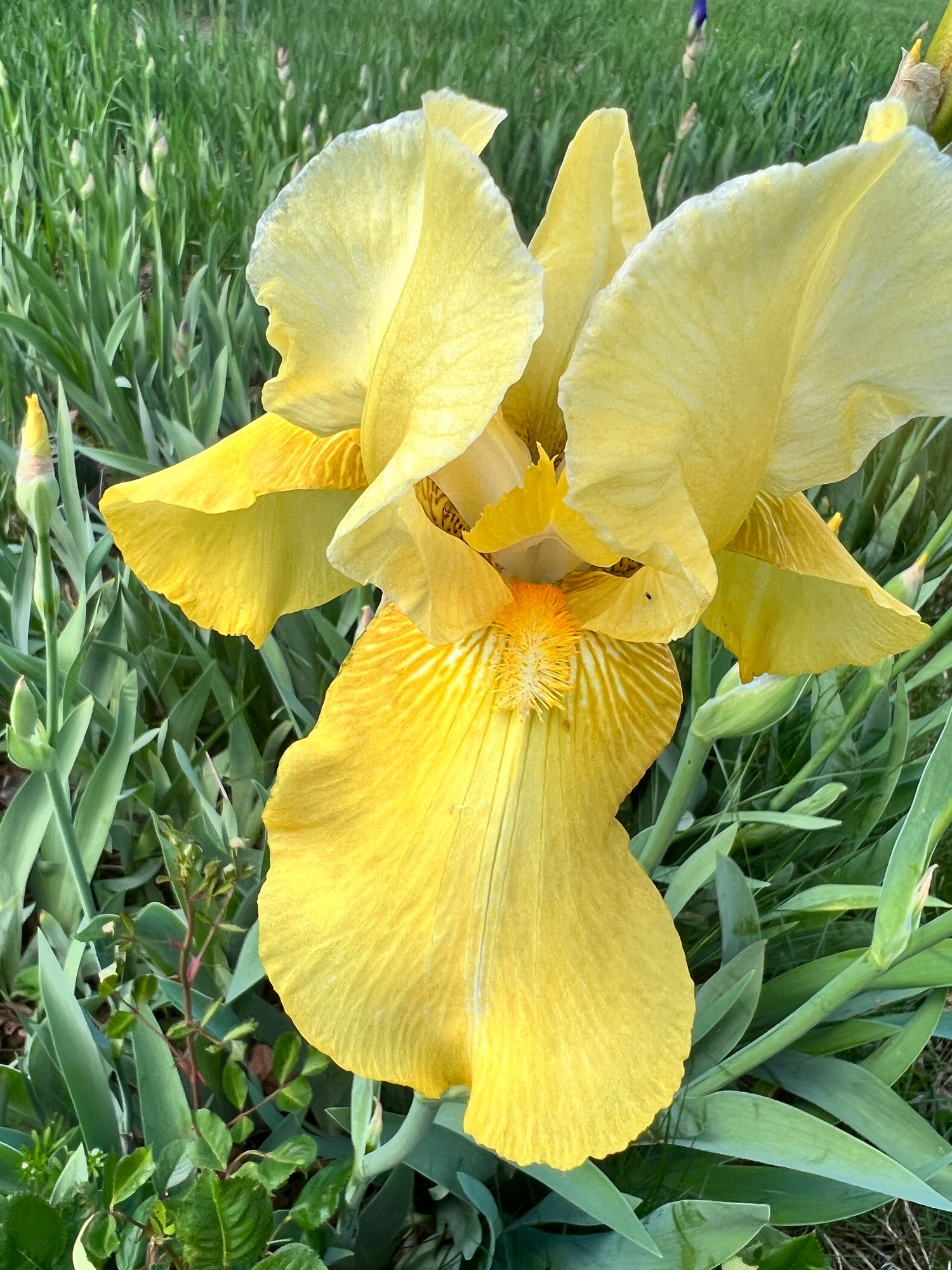 IRIS germanica