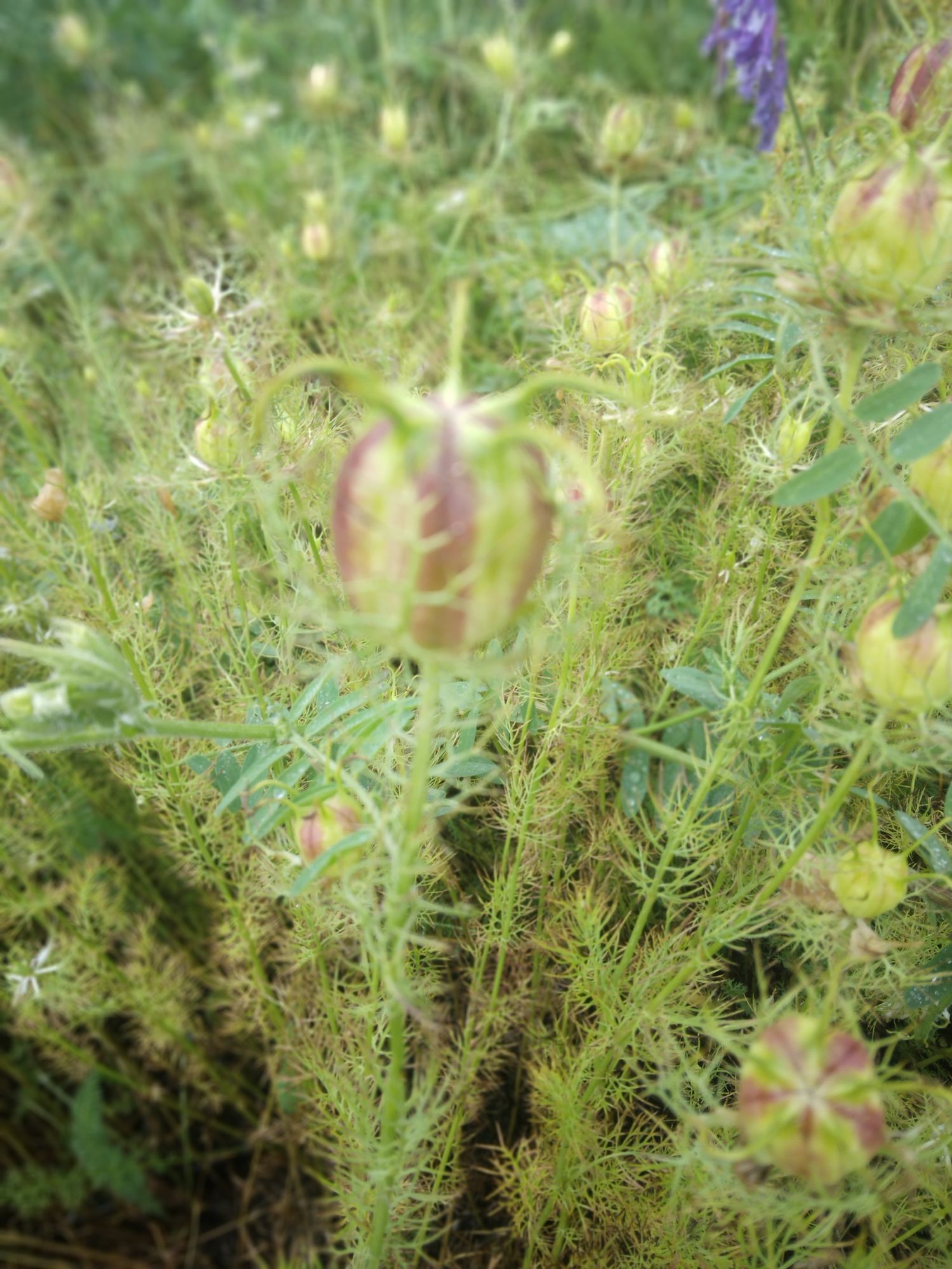 NIGELLA damascena Miss Jekyll