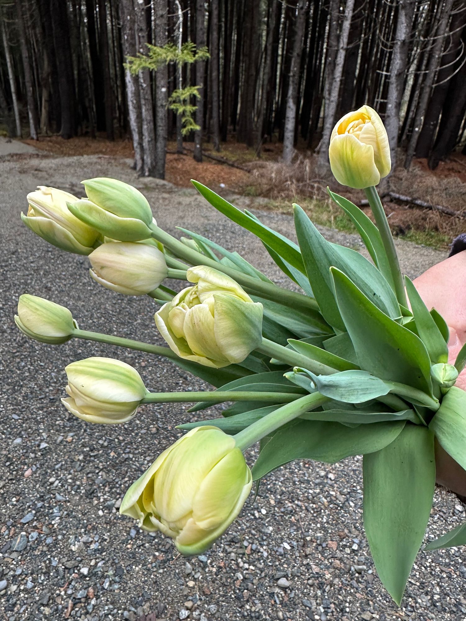 TULIPA
