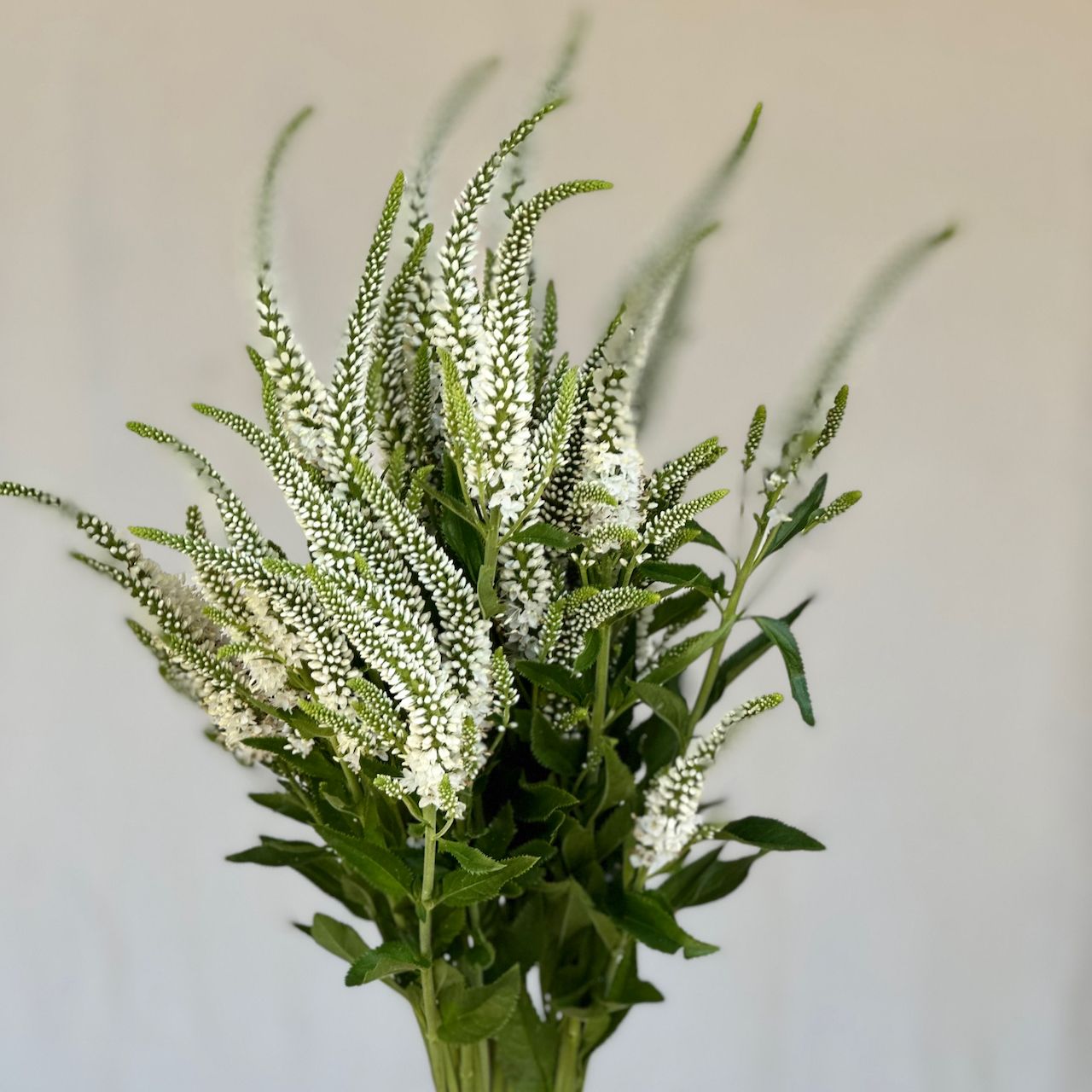 VERONICA longifolia Skyler
