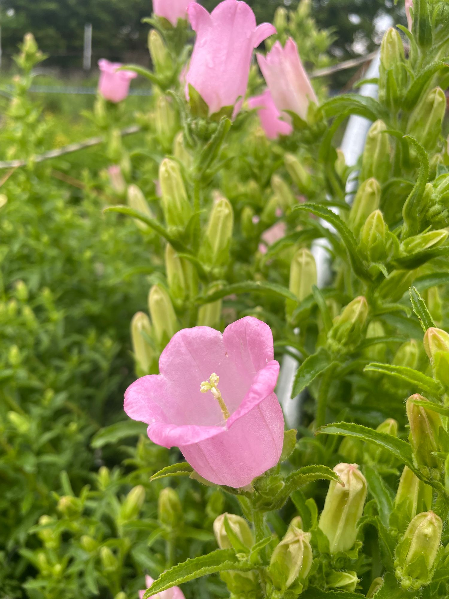 CAMPANULA medium Pink