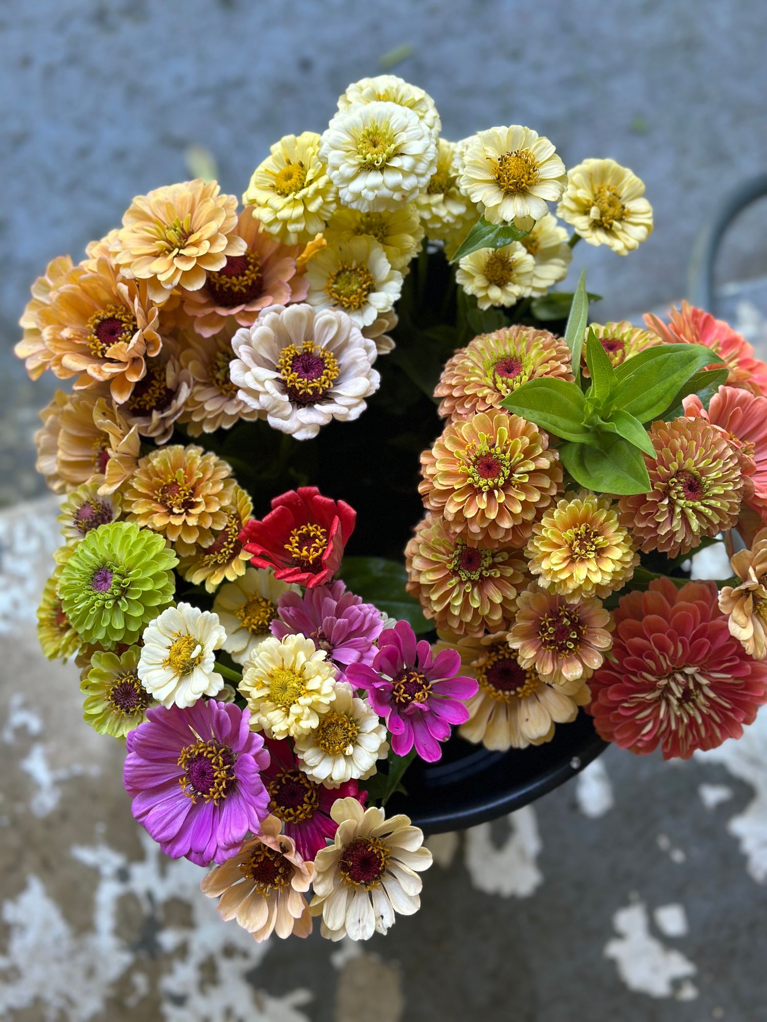 ZINNIA