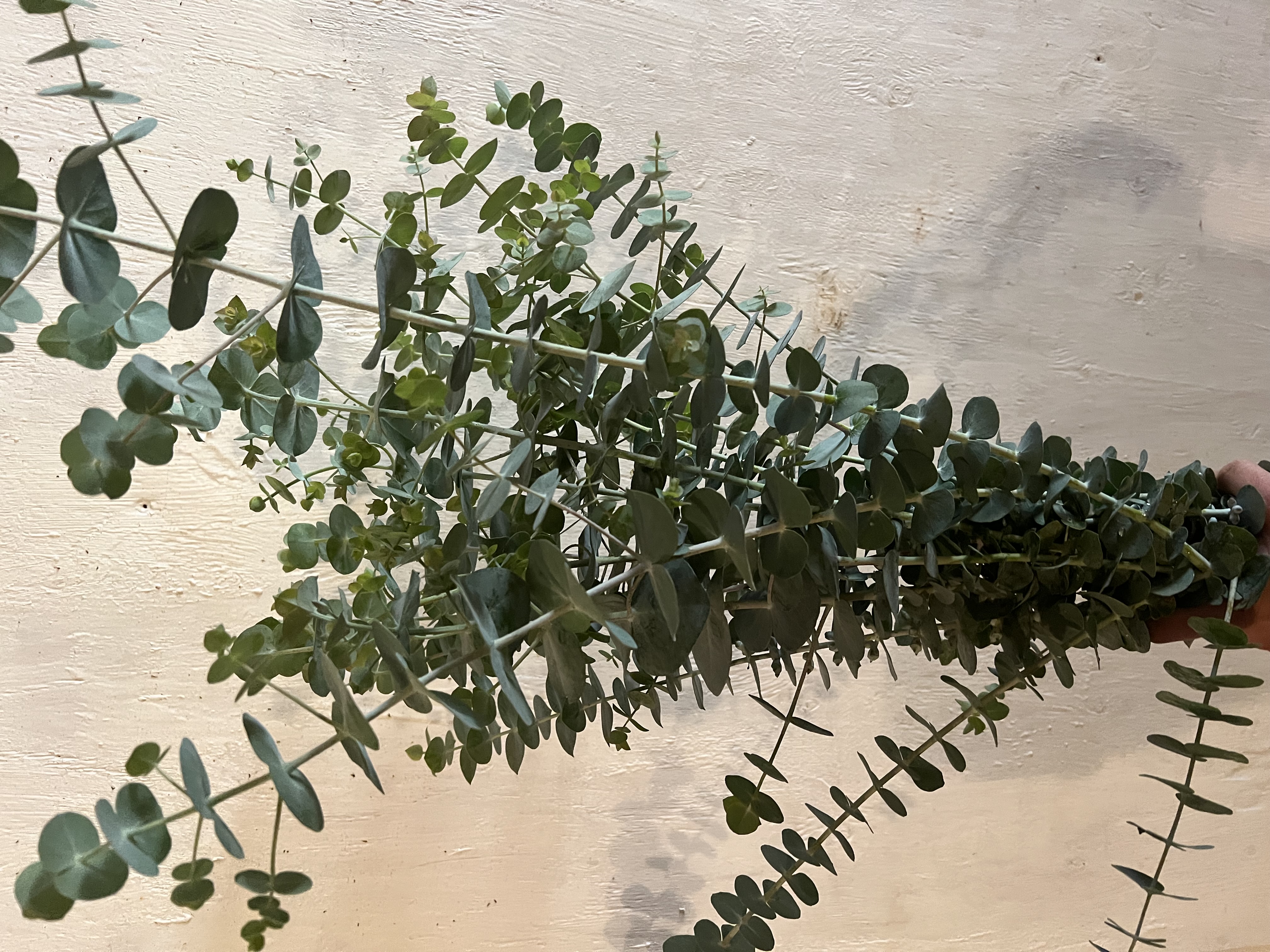 EUCALYPTUS pulverulenta Baby Dwarf Florist Blue