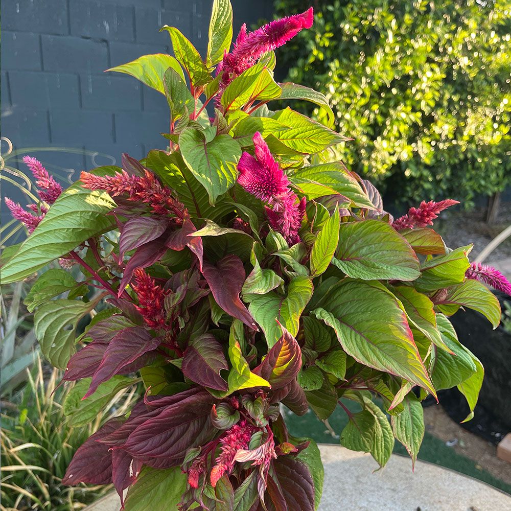 CELOSIA argentea var. plumosa New Look