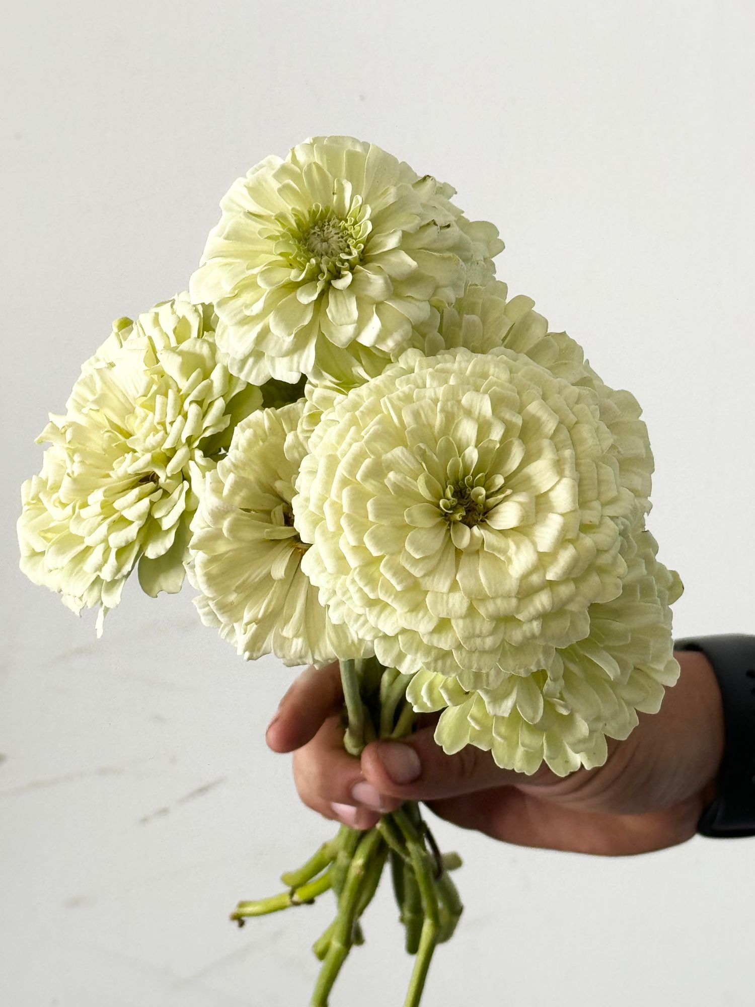 ZINNIA elegans Benarys Giant