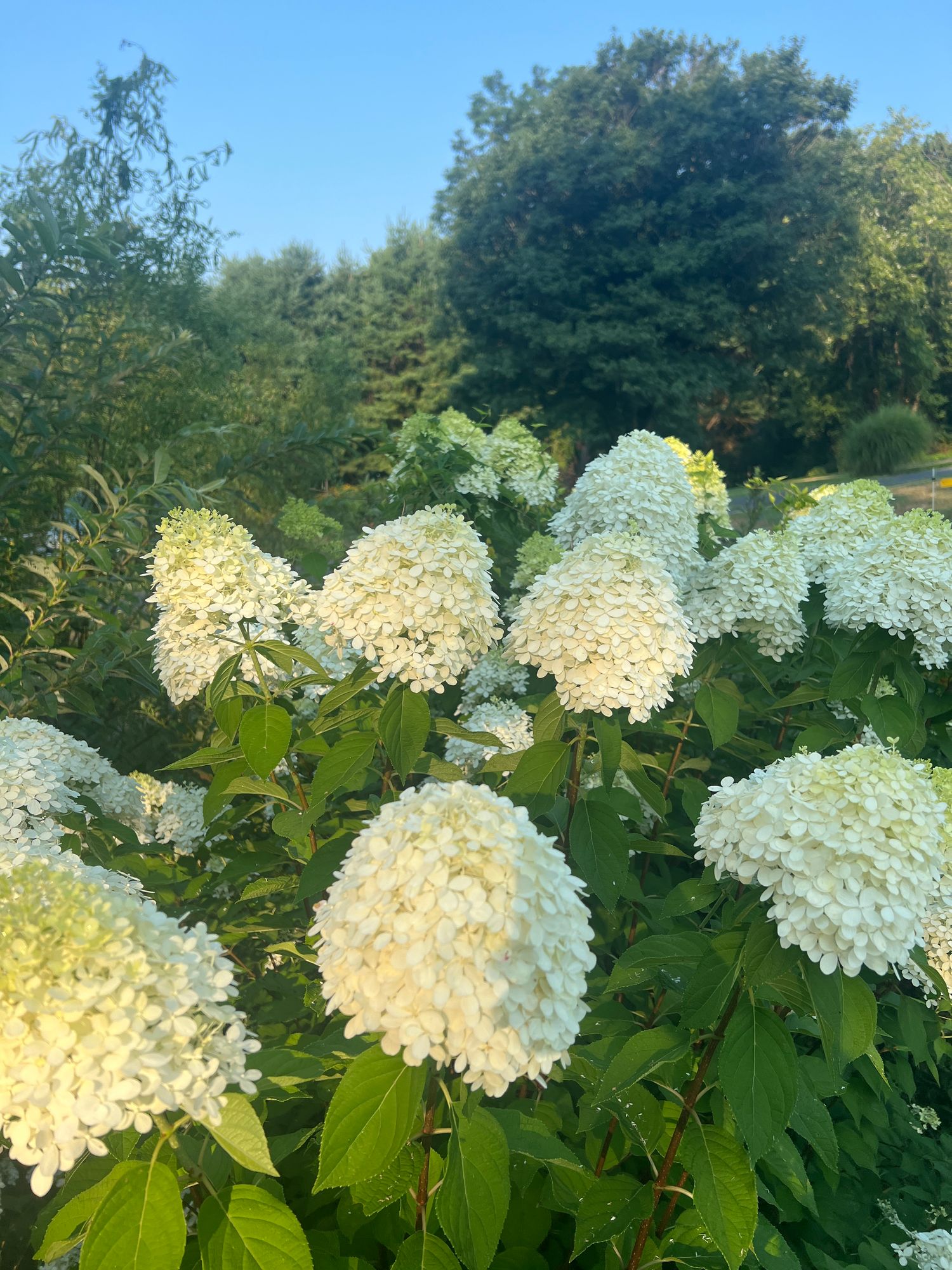HYDRANGEA paniculata Limelight