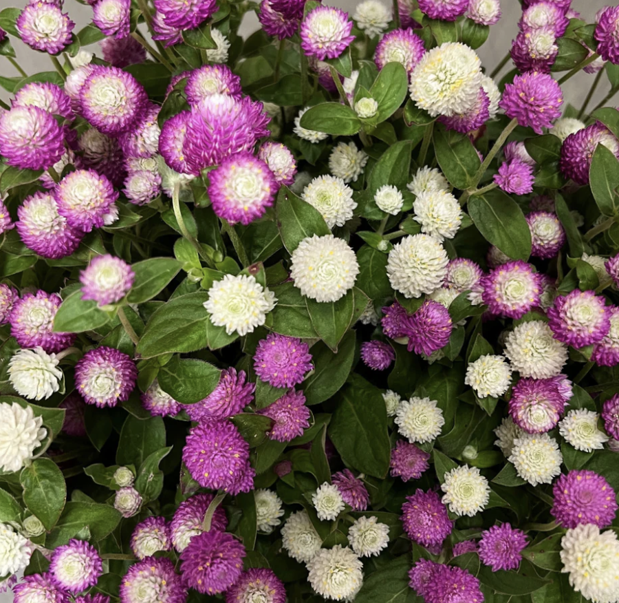 GOMPHRENA globosa Audray