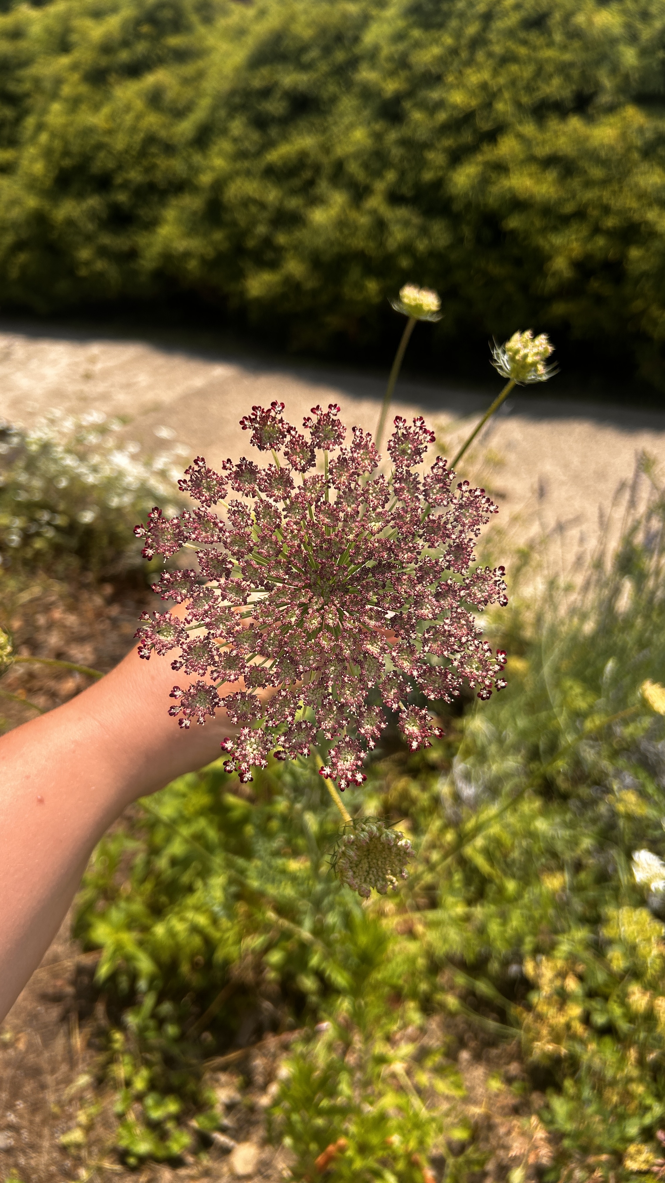DAUCUS carota Dara